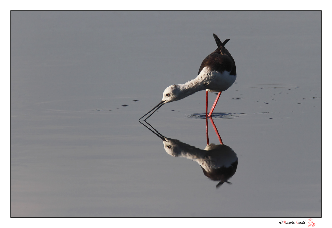 Cavaliere nello stagno