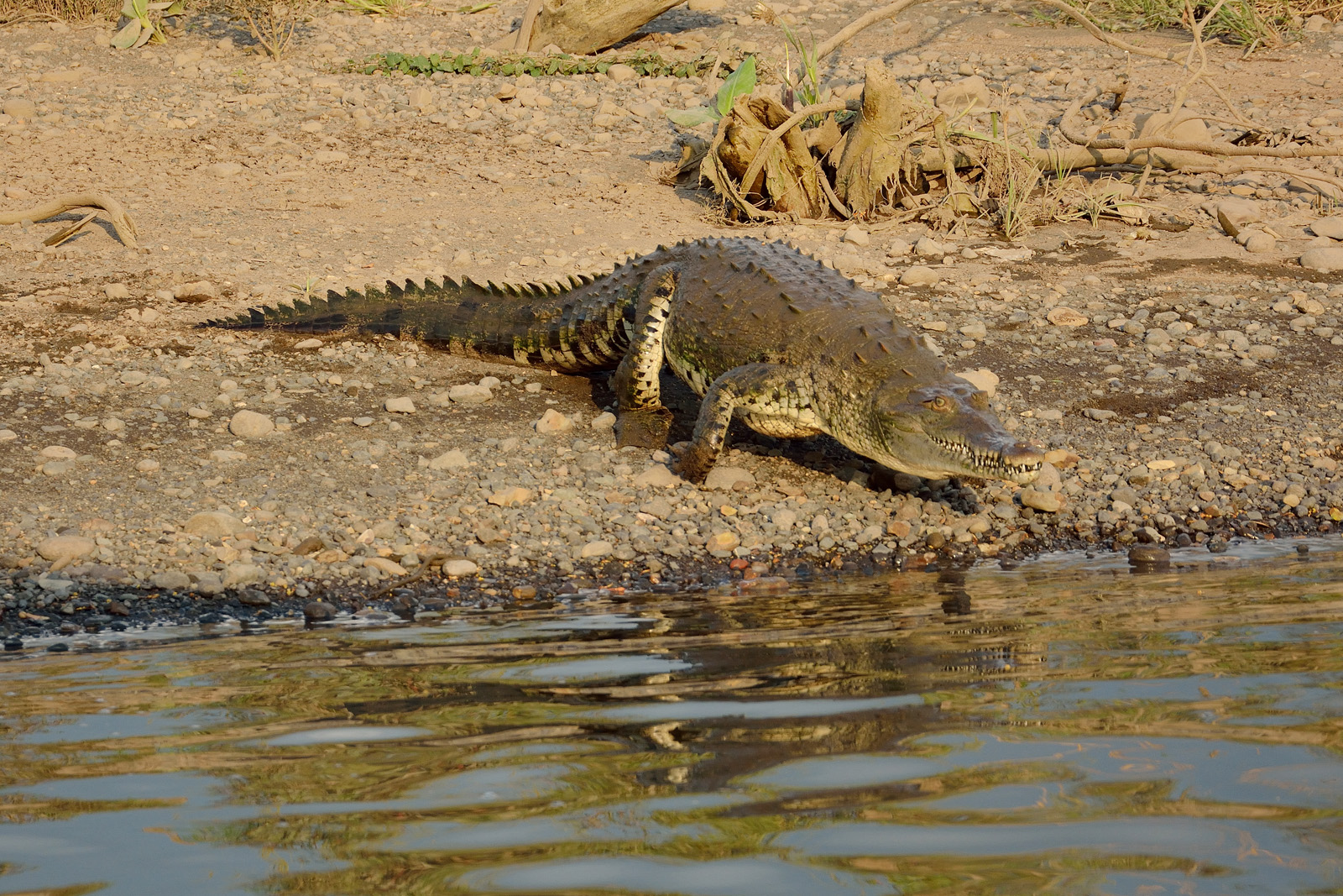 Coccodrillo Americano