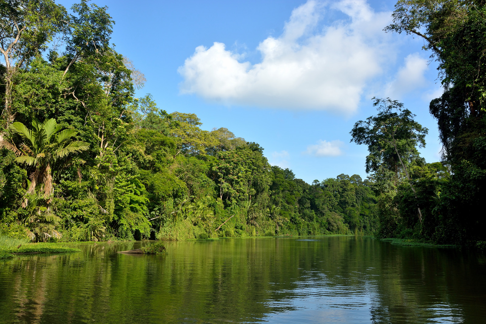 Parco nazionale Tortughero