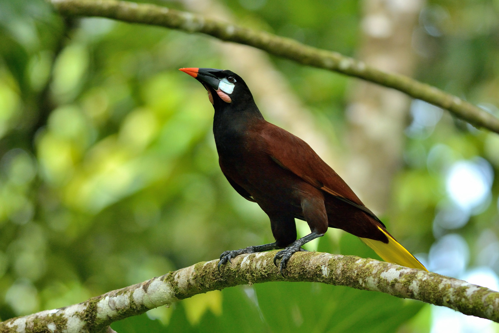 Oropendola di Montezuma