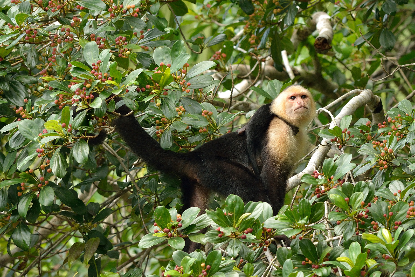 Cebo Cappuccino con piccolo