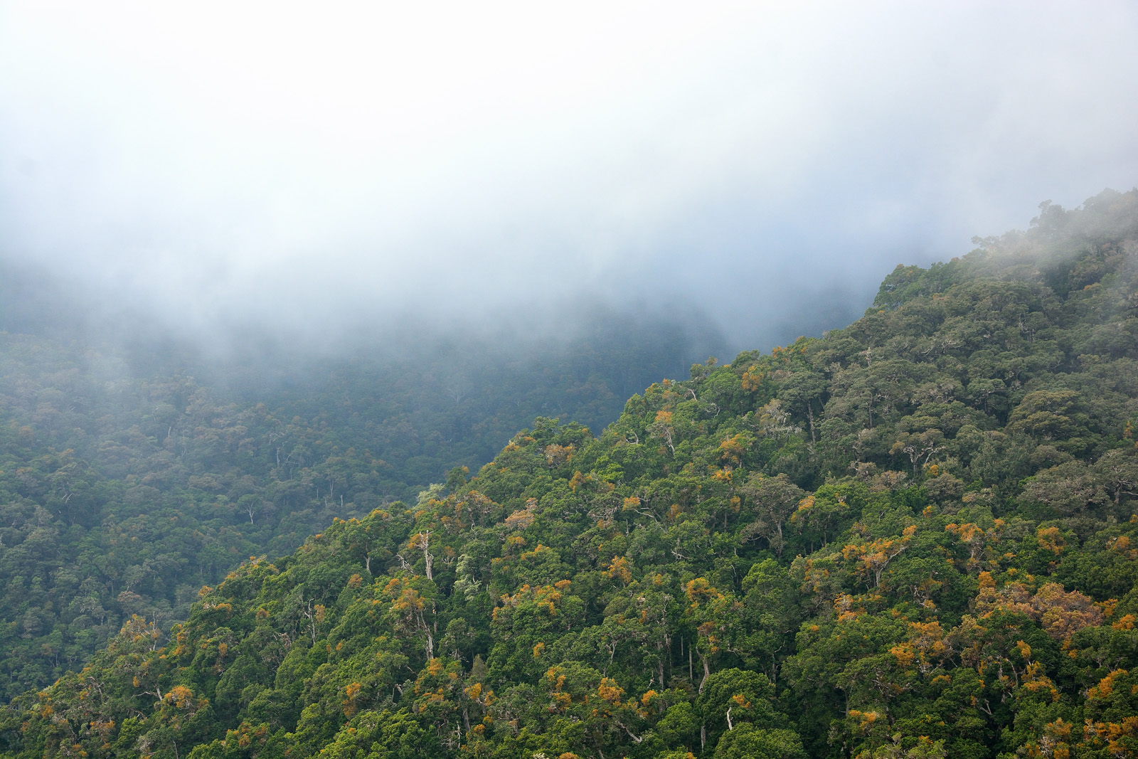 Parco nazionale los Quetzales