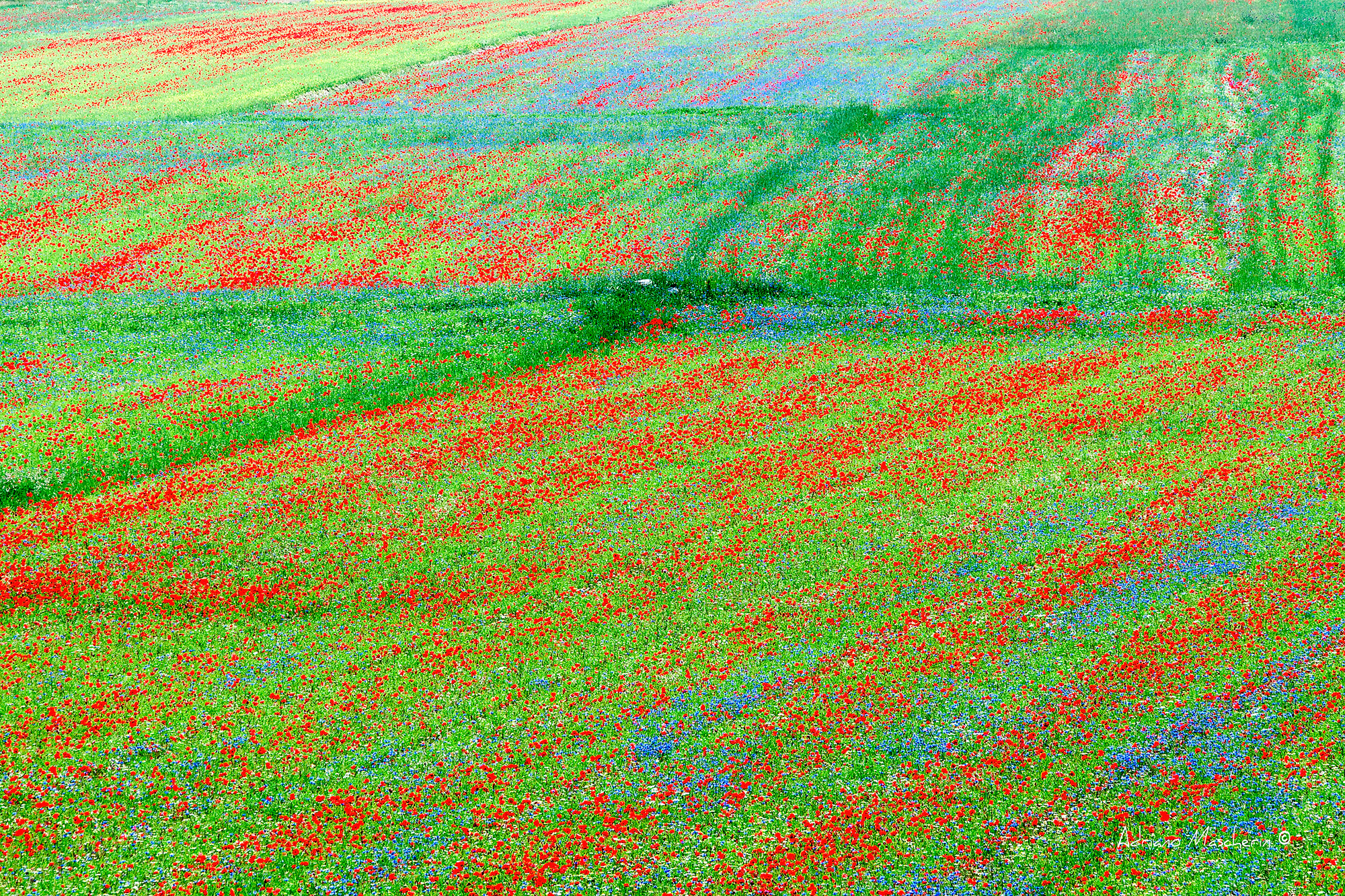 Splashes of Color ...