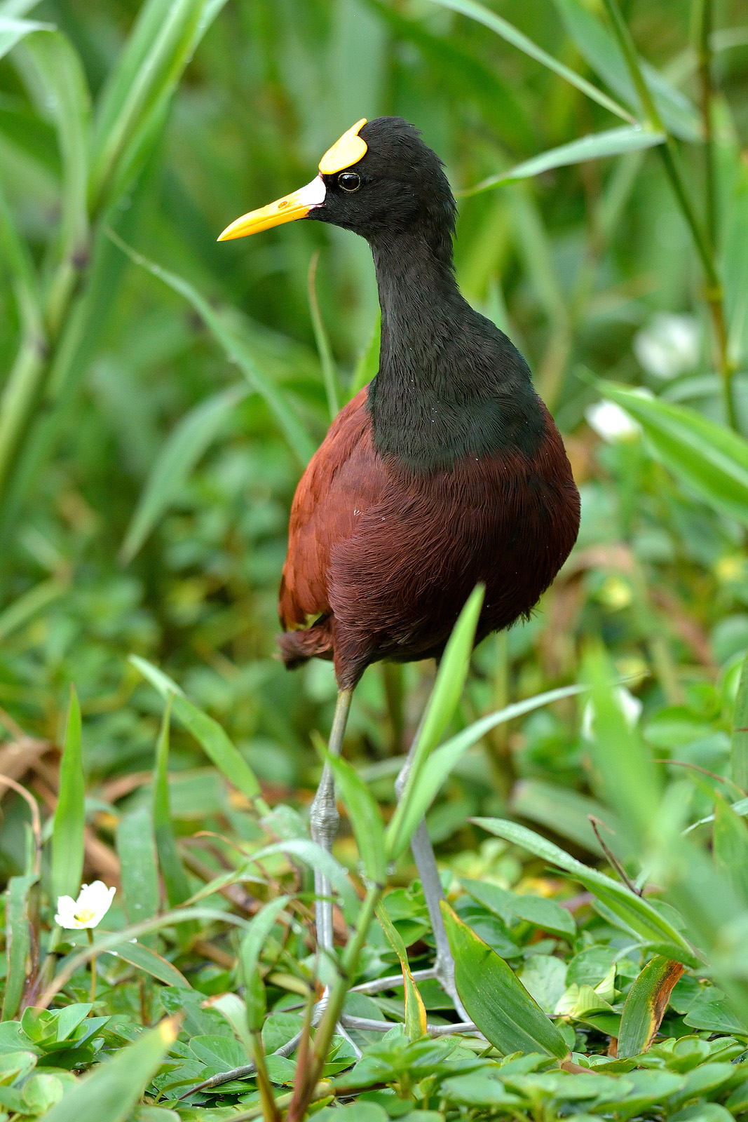 Jacana