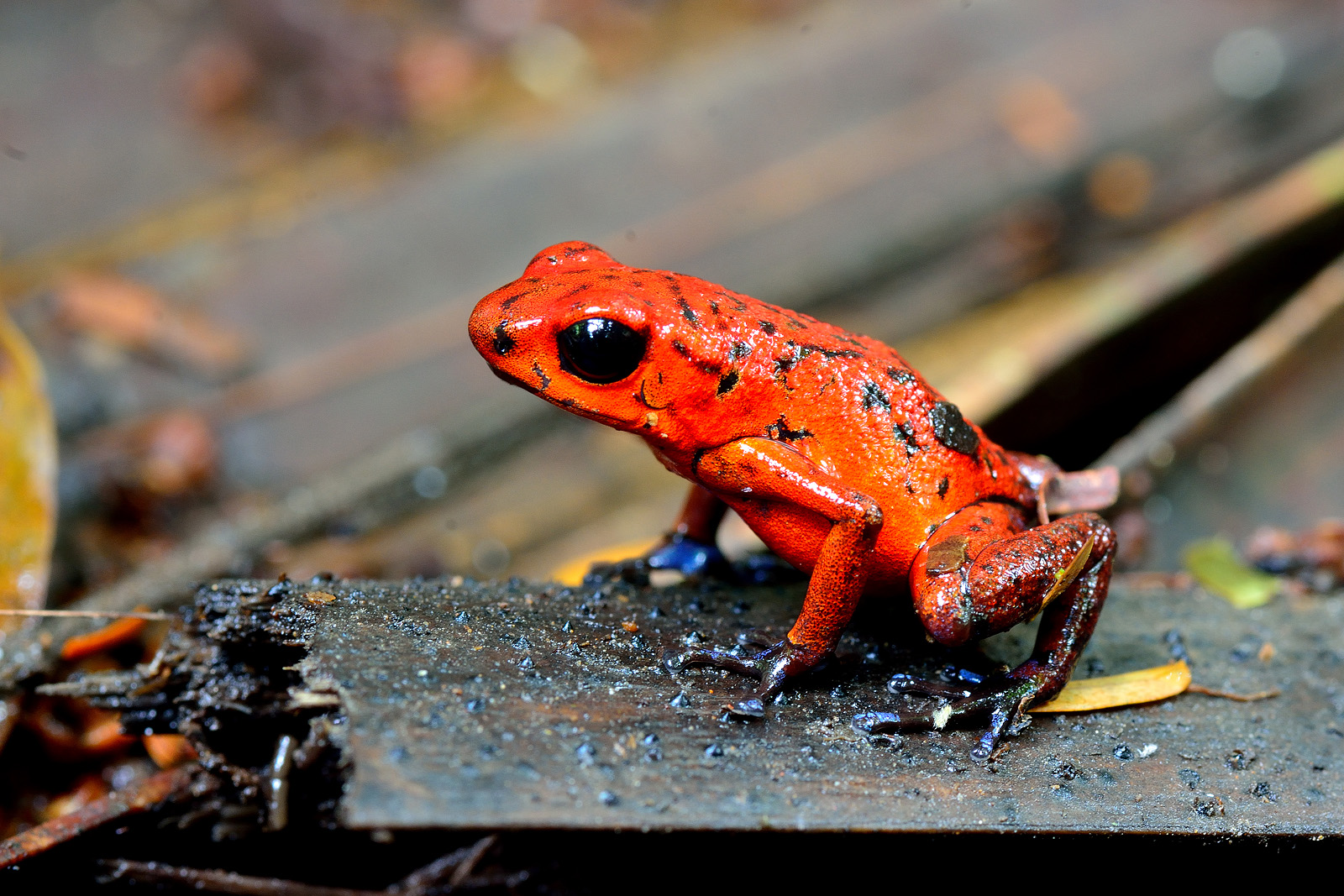 Dendobratide Pumilio