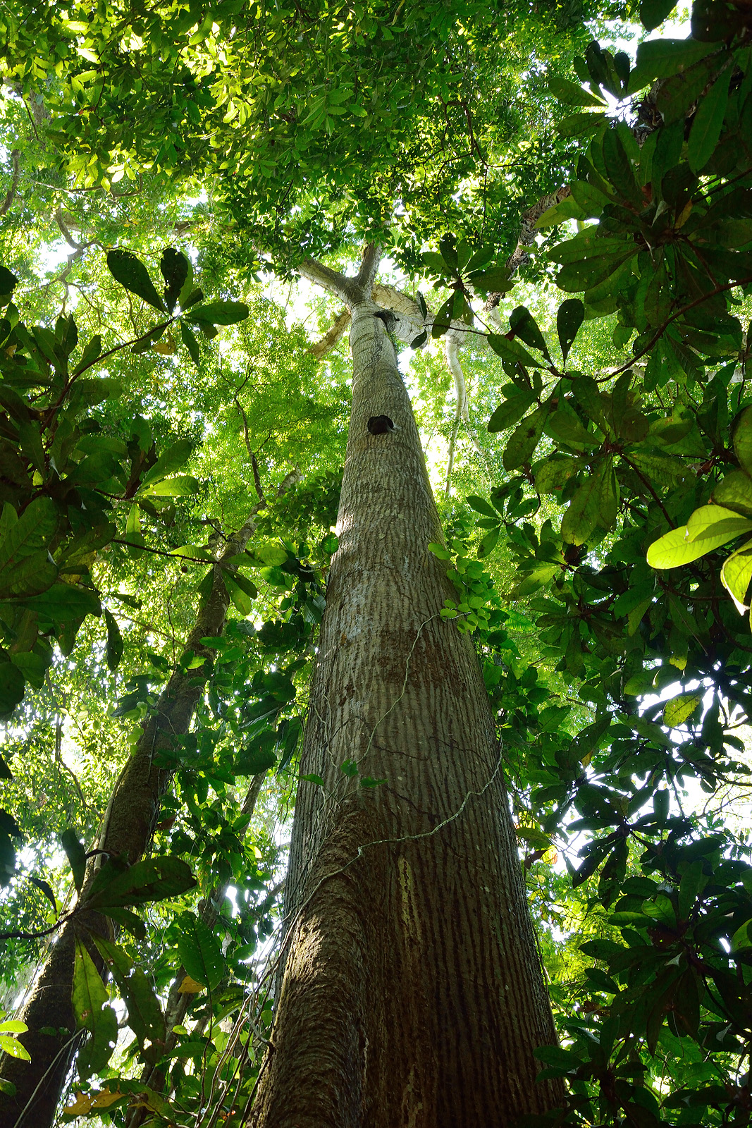 Foresta Parco nazionale Carara