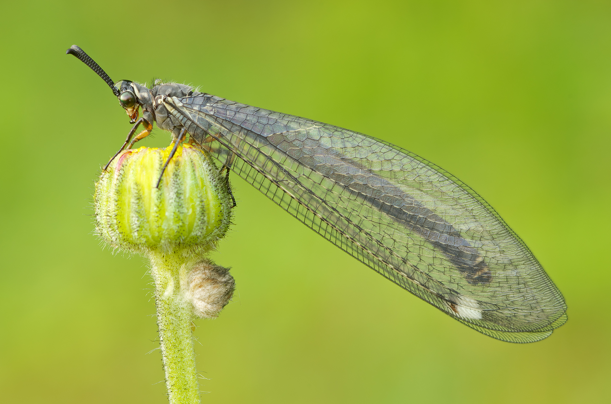 Myrmeleon formicarius
