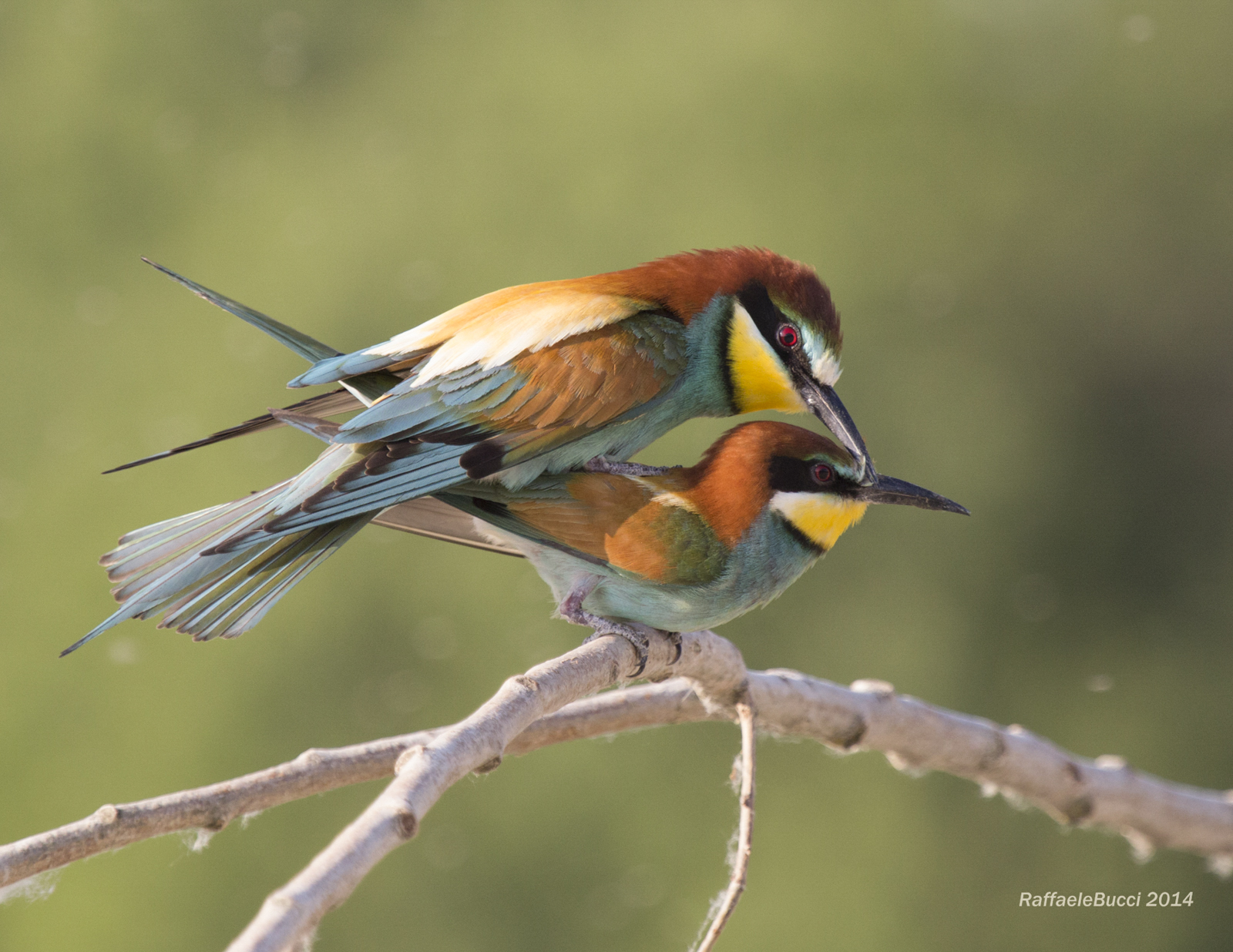 Gruccioni... è amore!