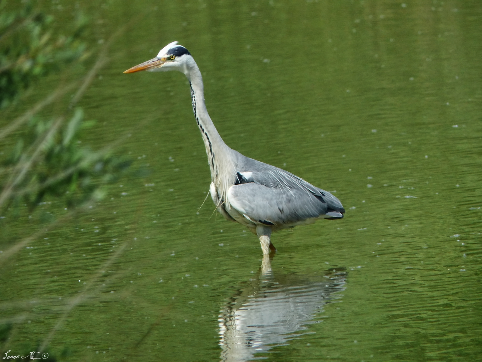 gray heron