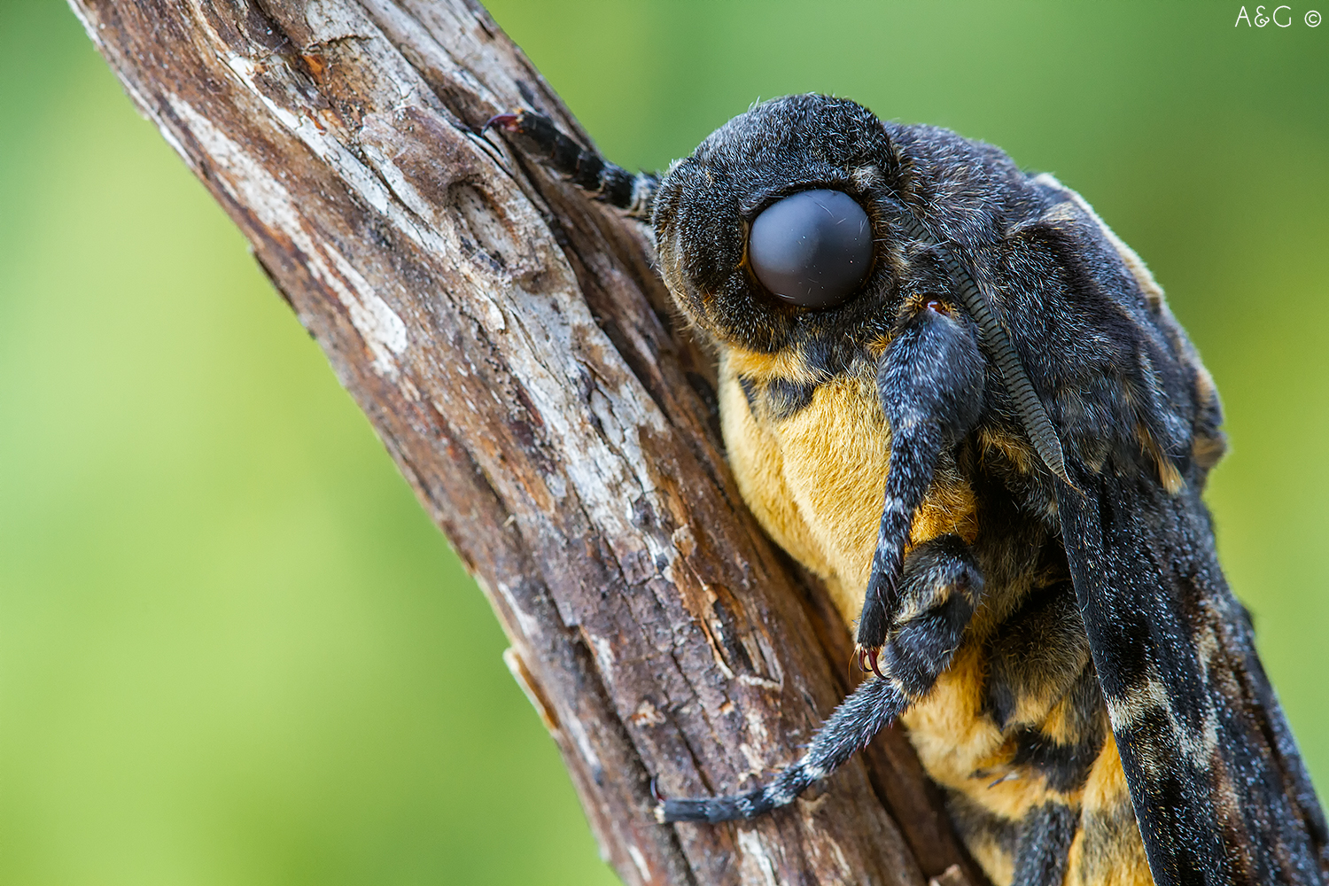 Acherontia atropos, the death's-head sphinx