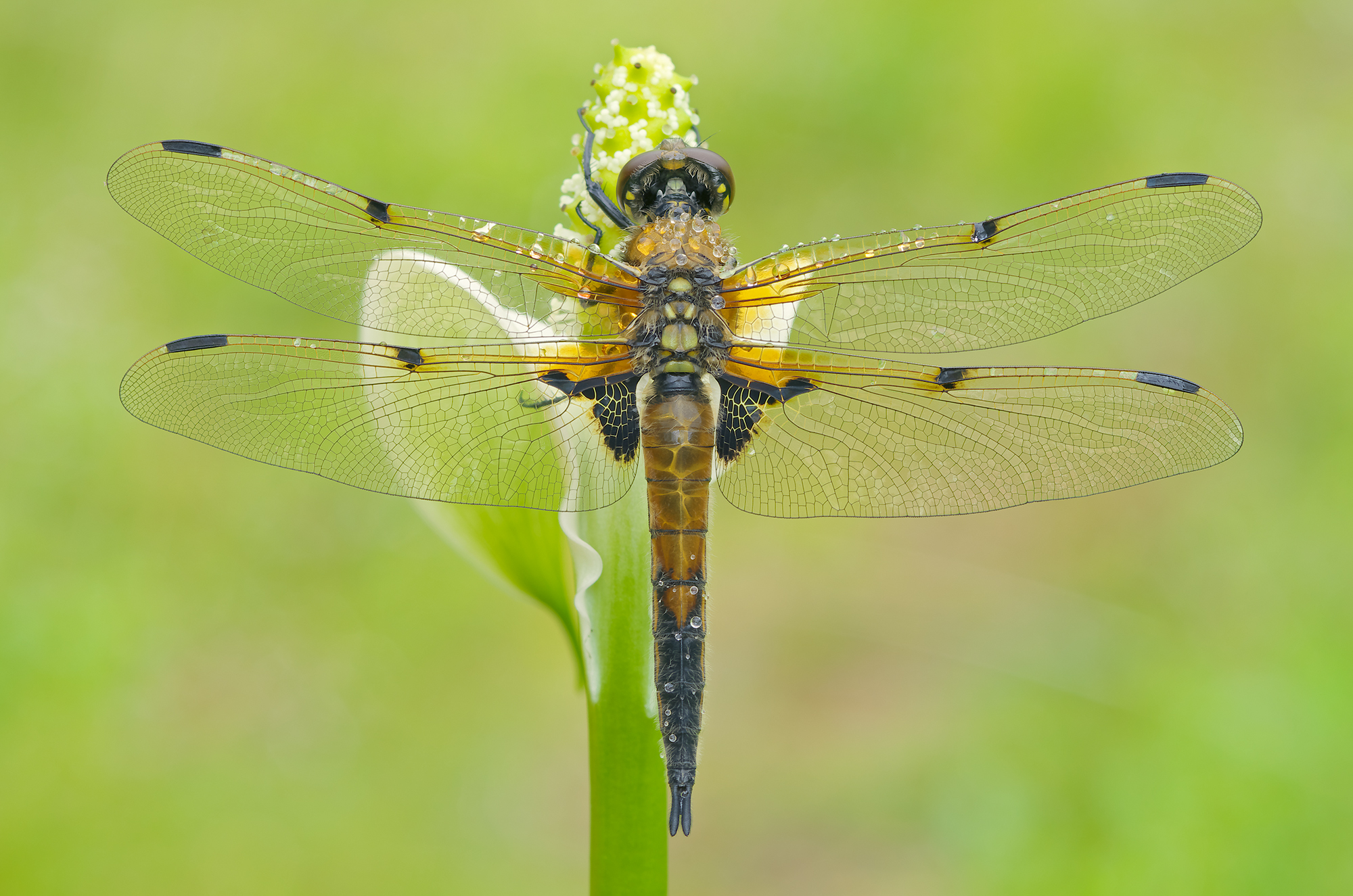 Libellula quadrimaculata
