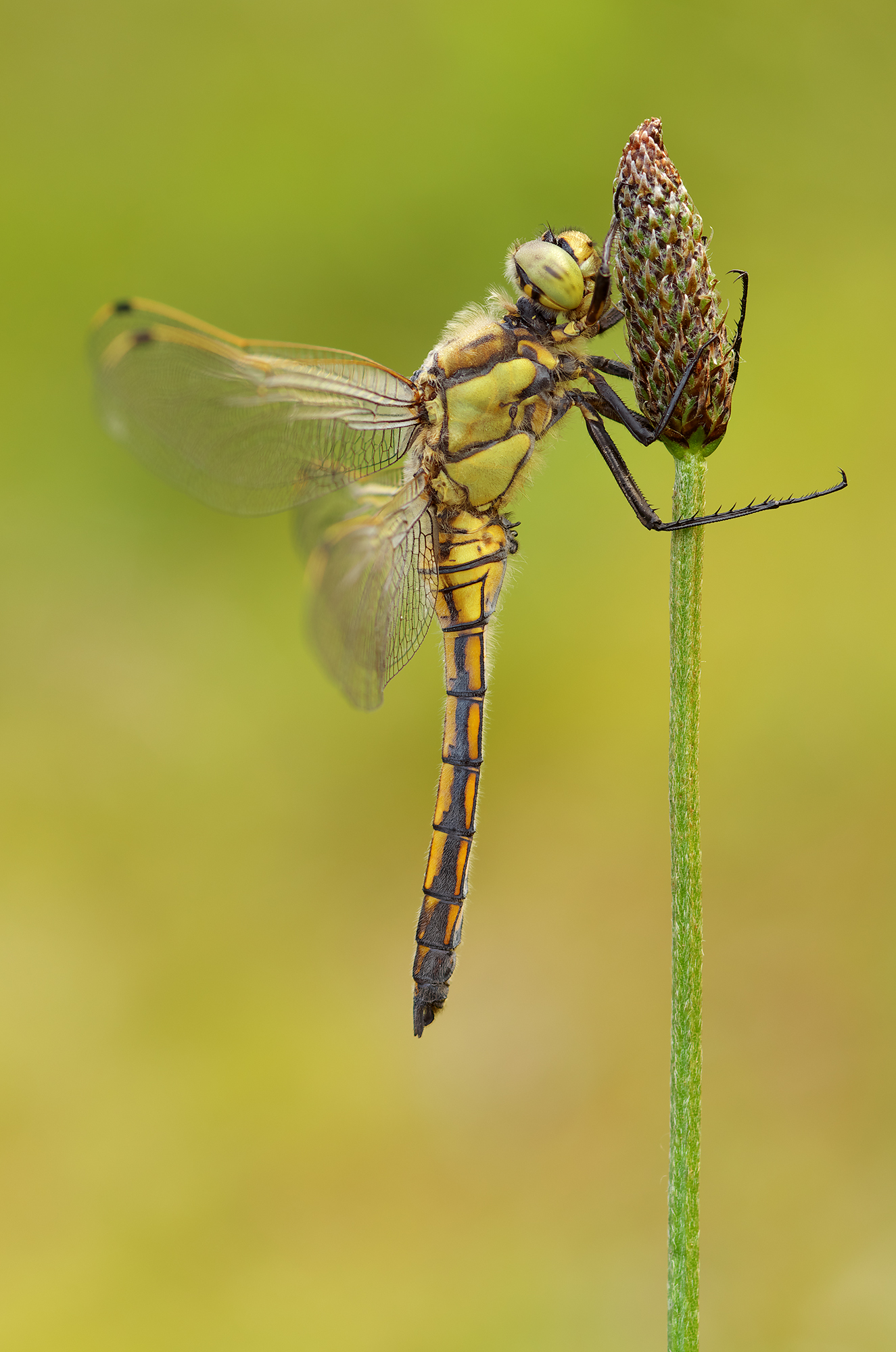 Orthetrum cancellatum