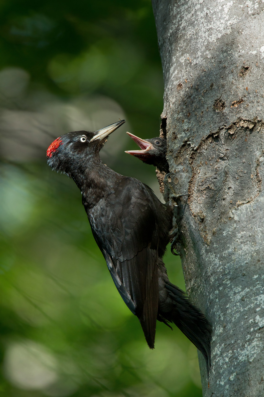 Black Woodpecker