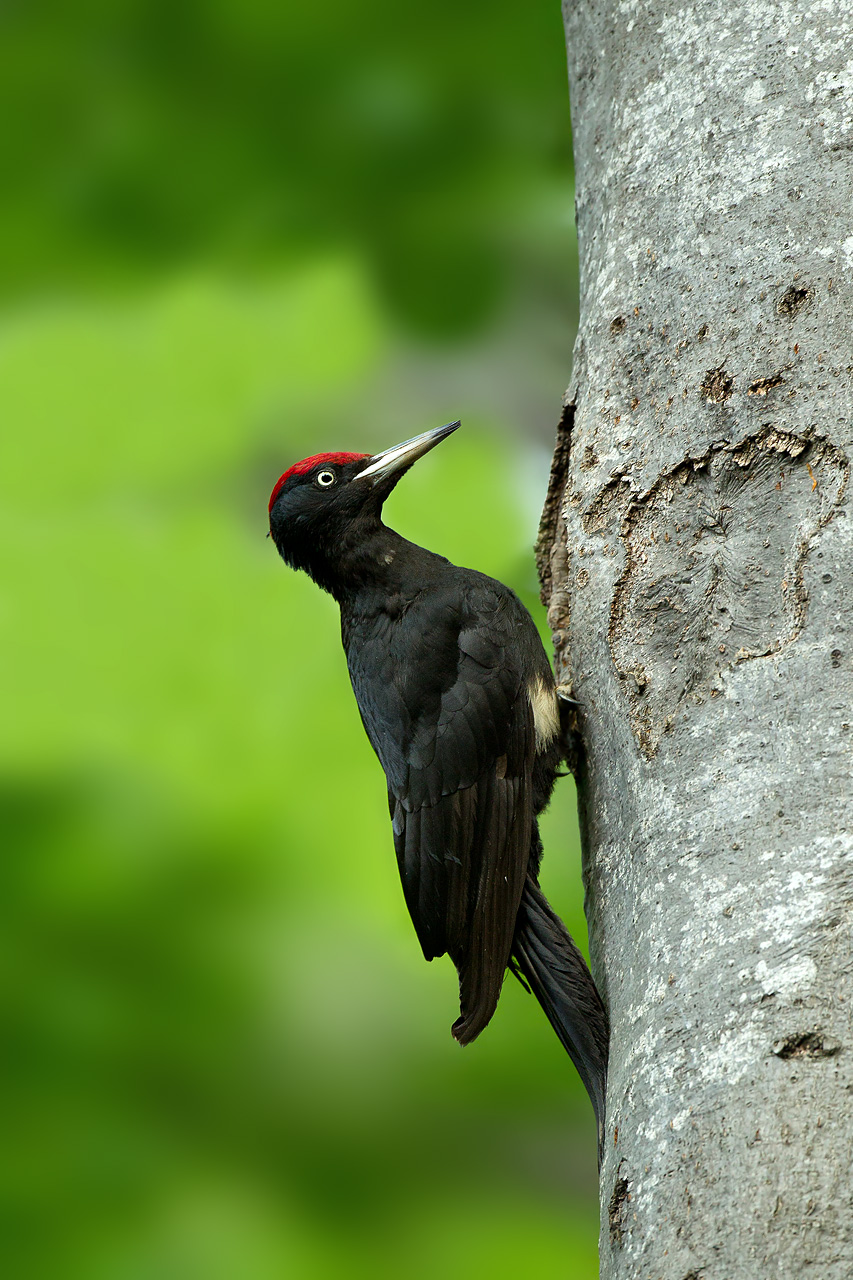 Black Woodpecker