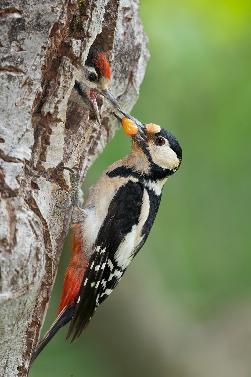 Great Spotted Woodpecker