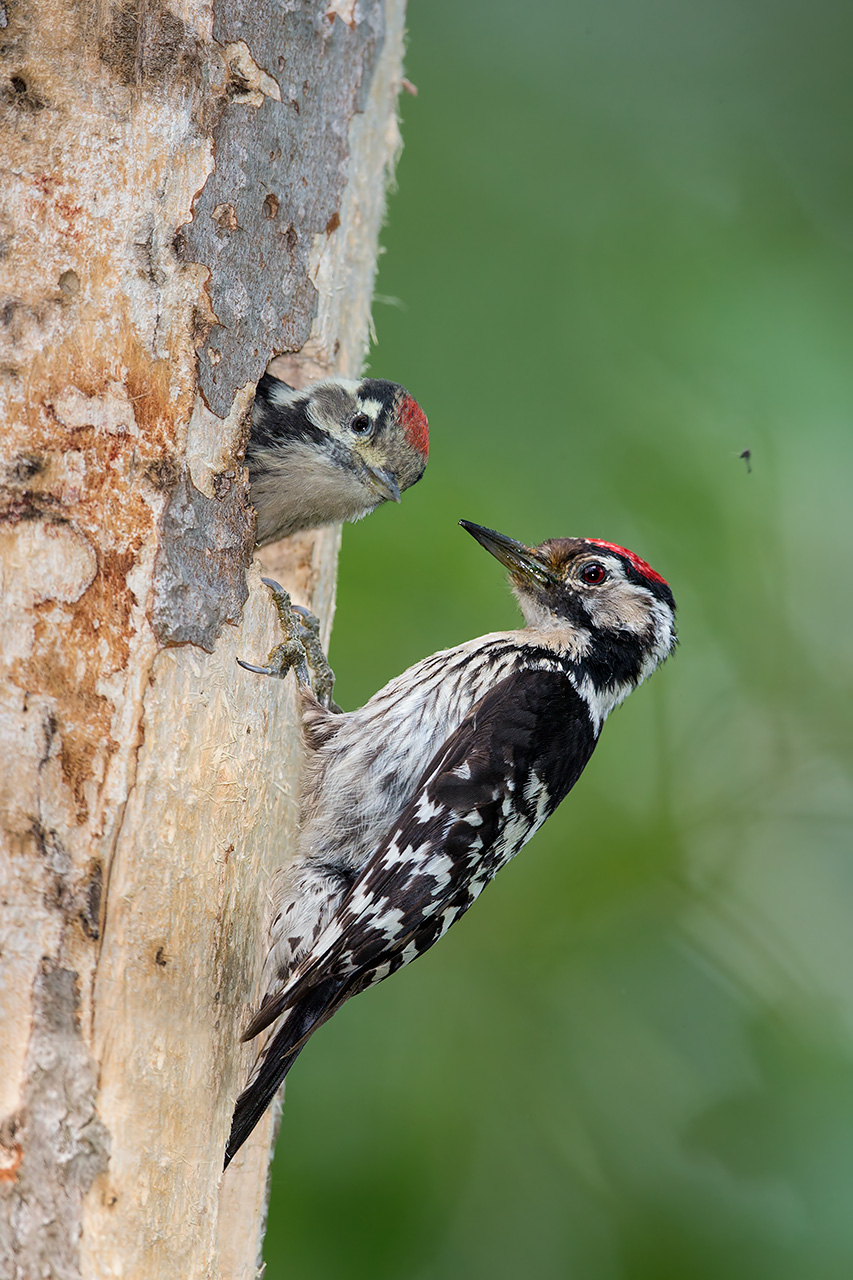 Lesser Spotted Woodpecker