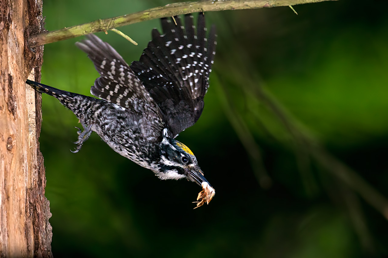 Three Toed Woodpecker