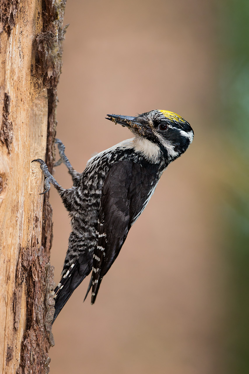 Three Toed Woodpecker