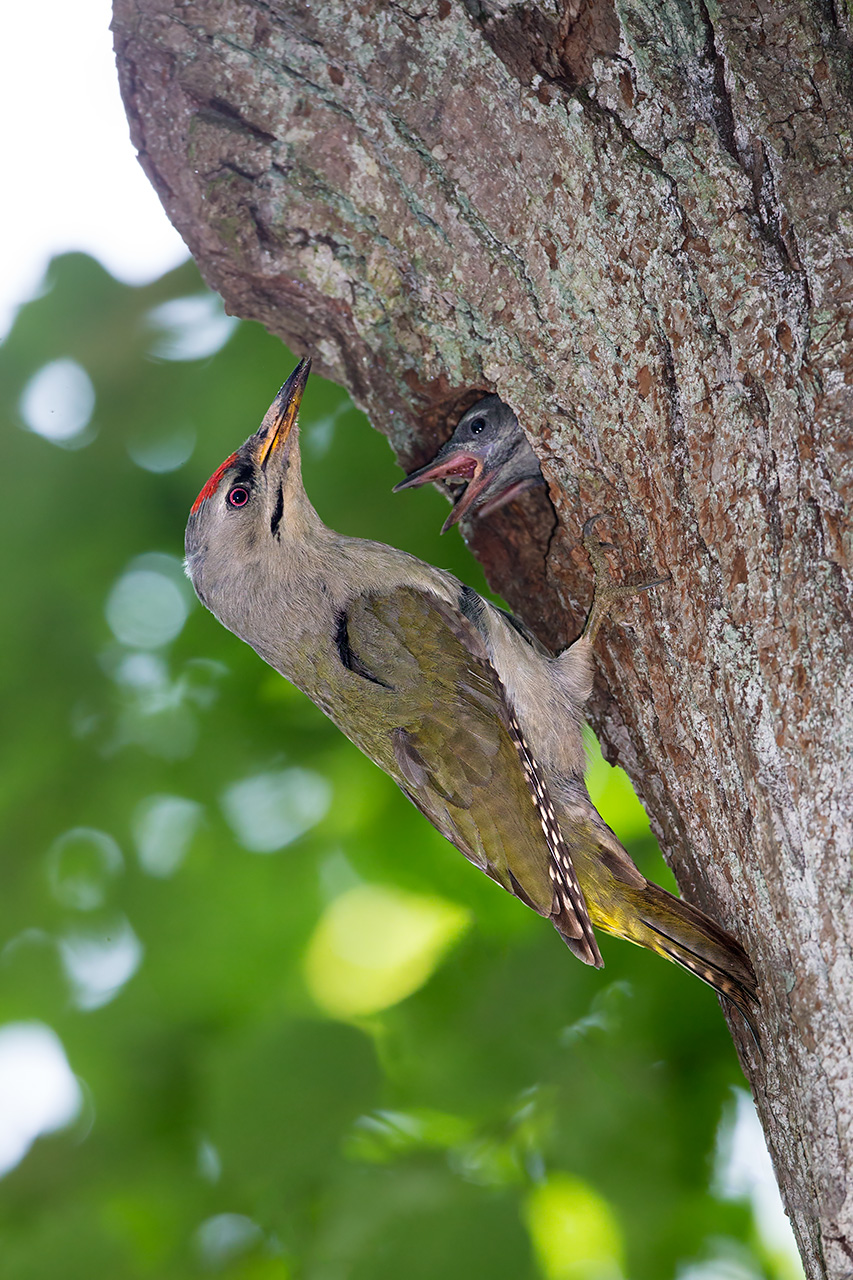 Grey Headed Woodpecker