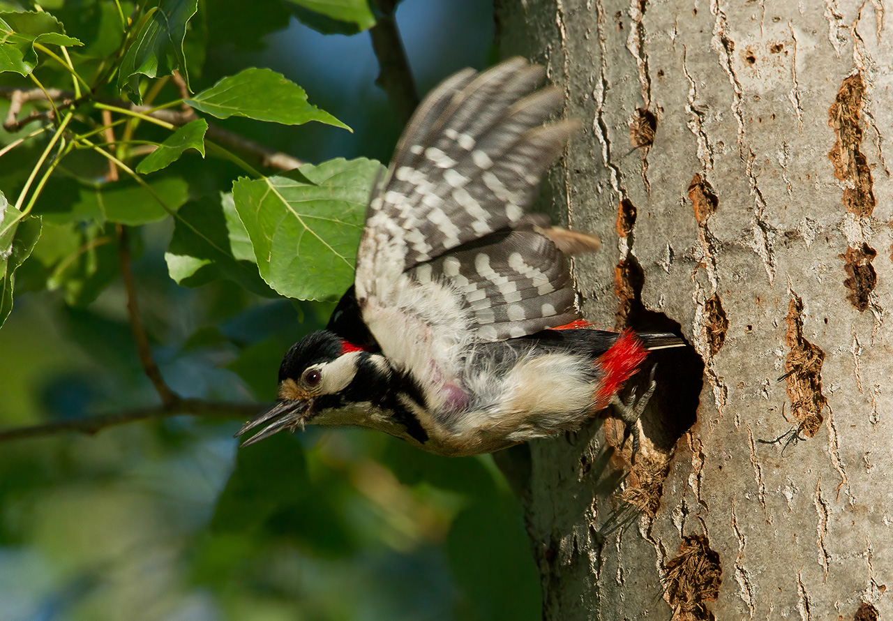 Great Spotted Woodpecker