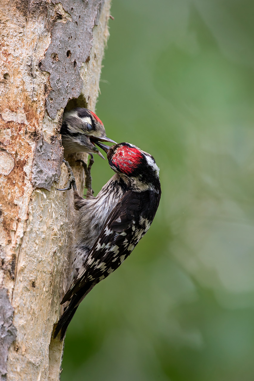 Lesser Spotted Woodpecker