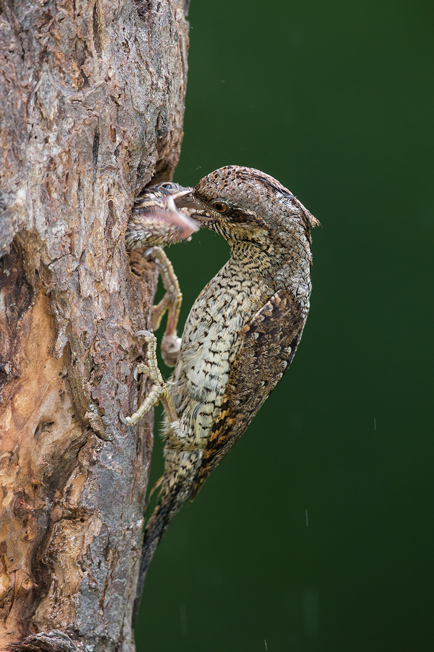 Wryneck
