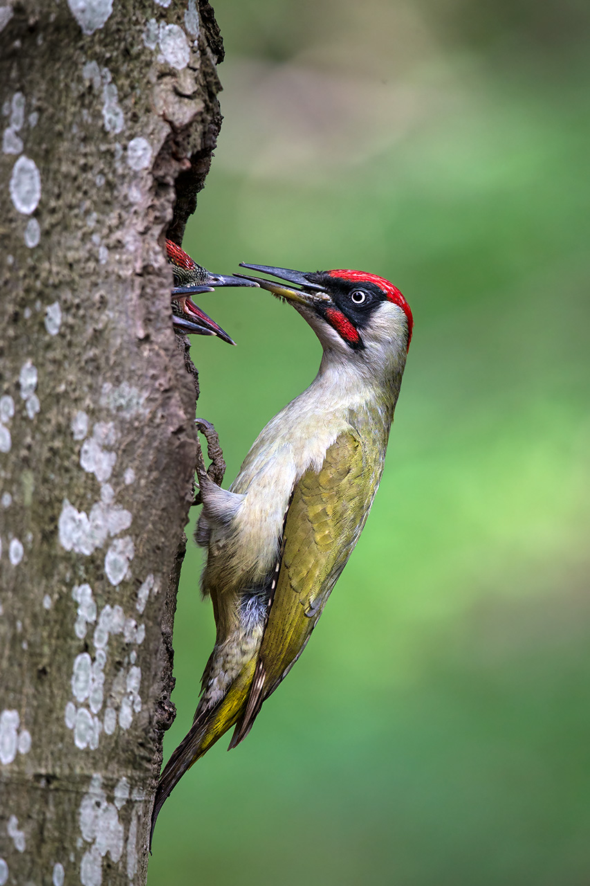 Green Woodpecker