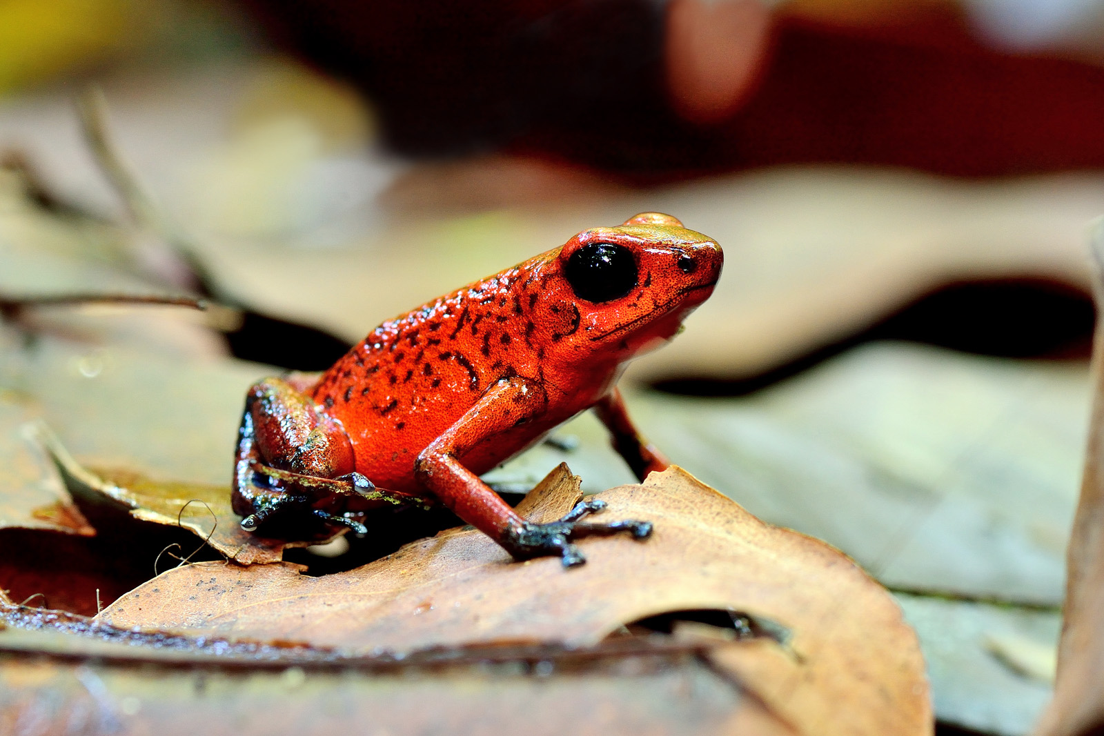 Dendobratide Pumilio