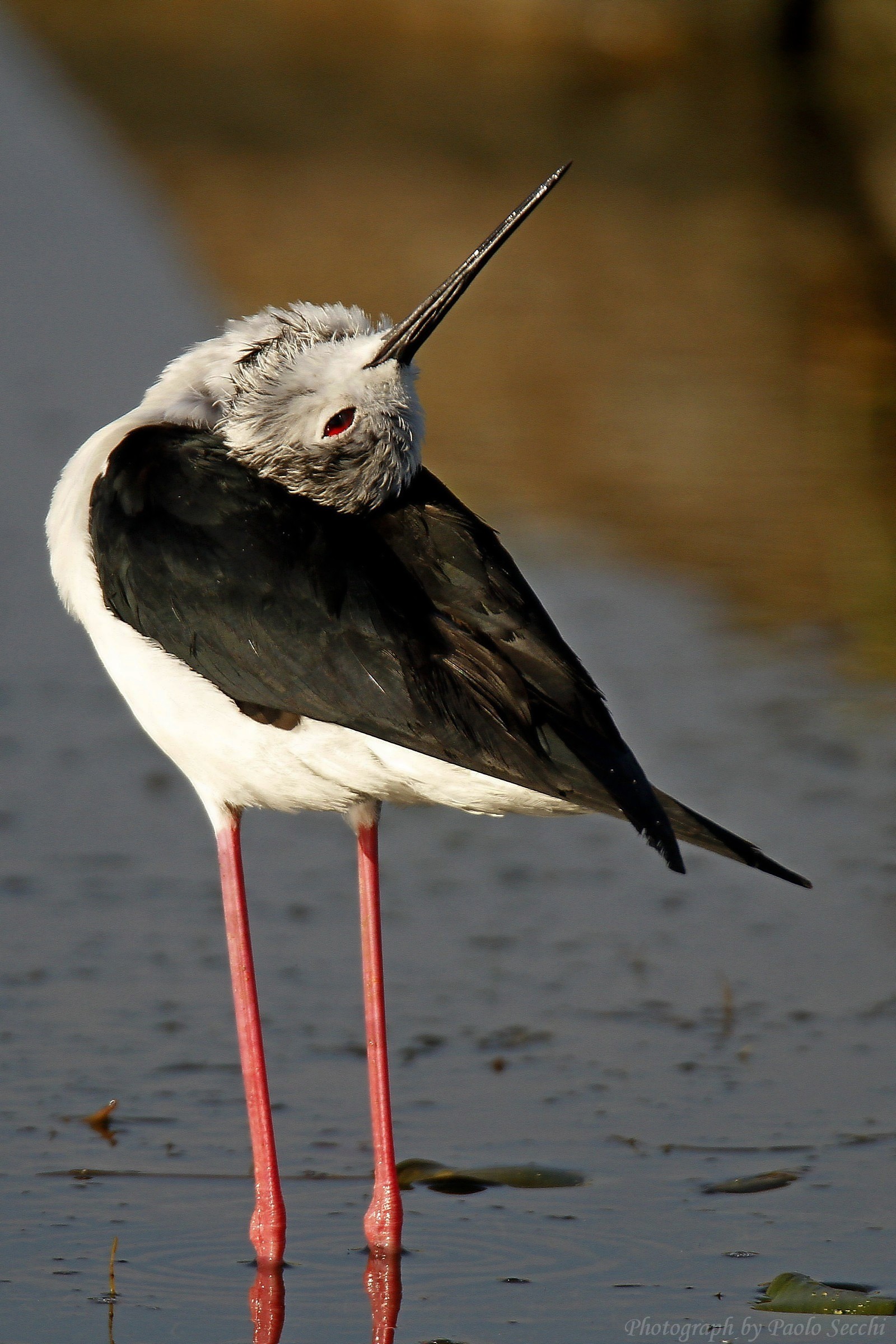 A different view of poiny