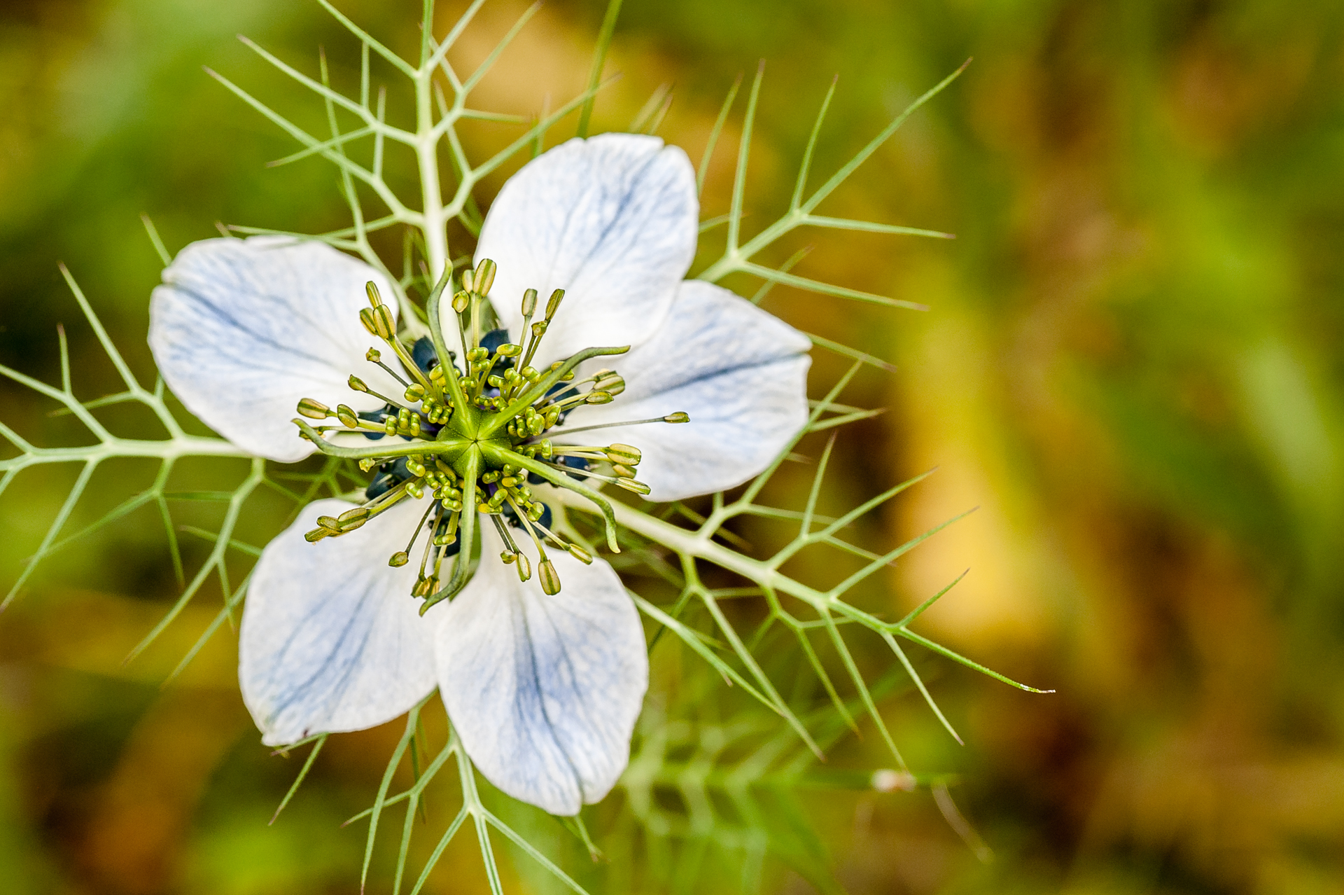 nigella damascena