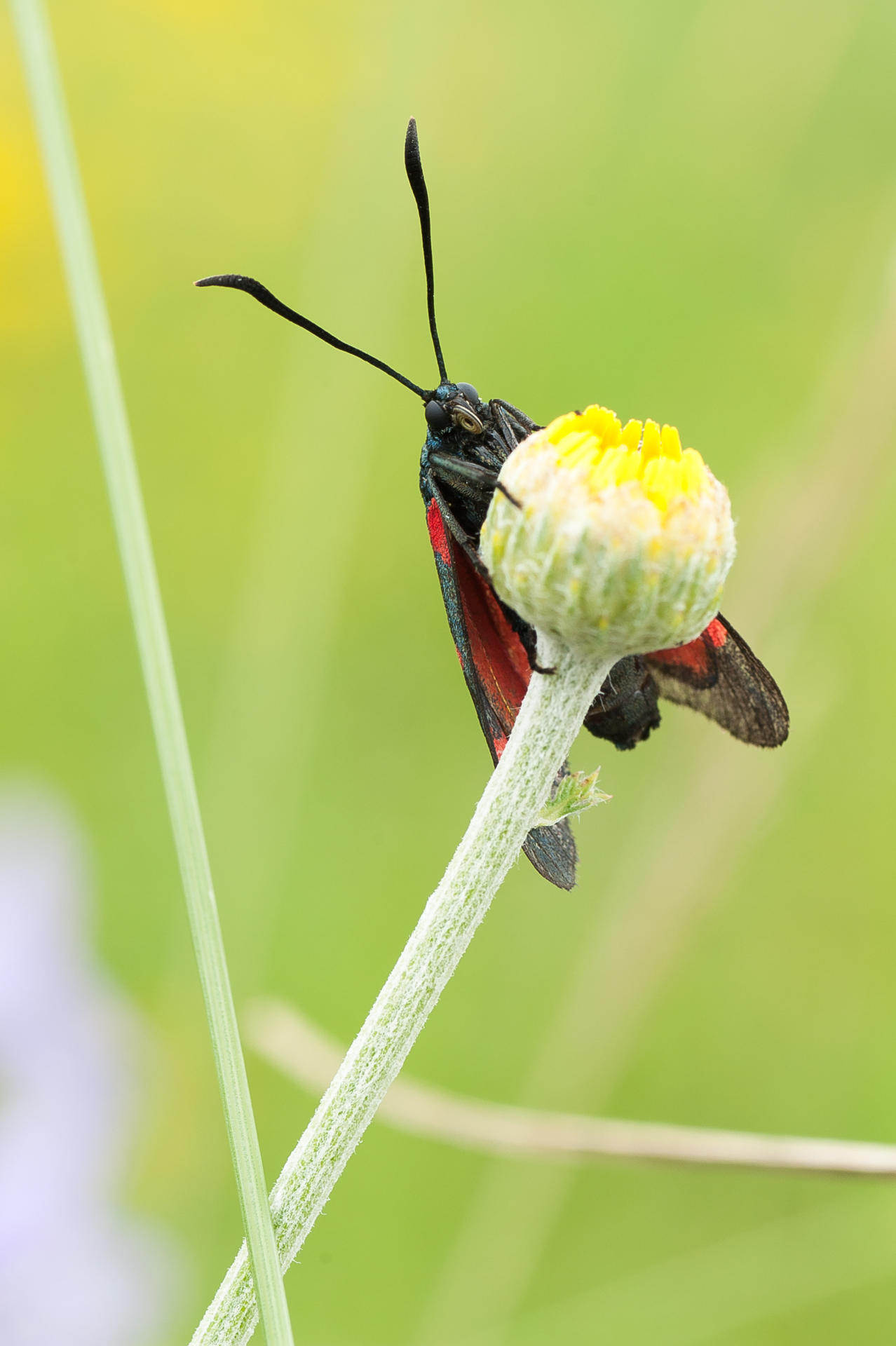 zygaena lonicerae