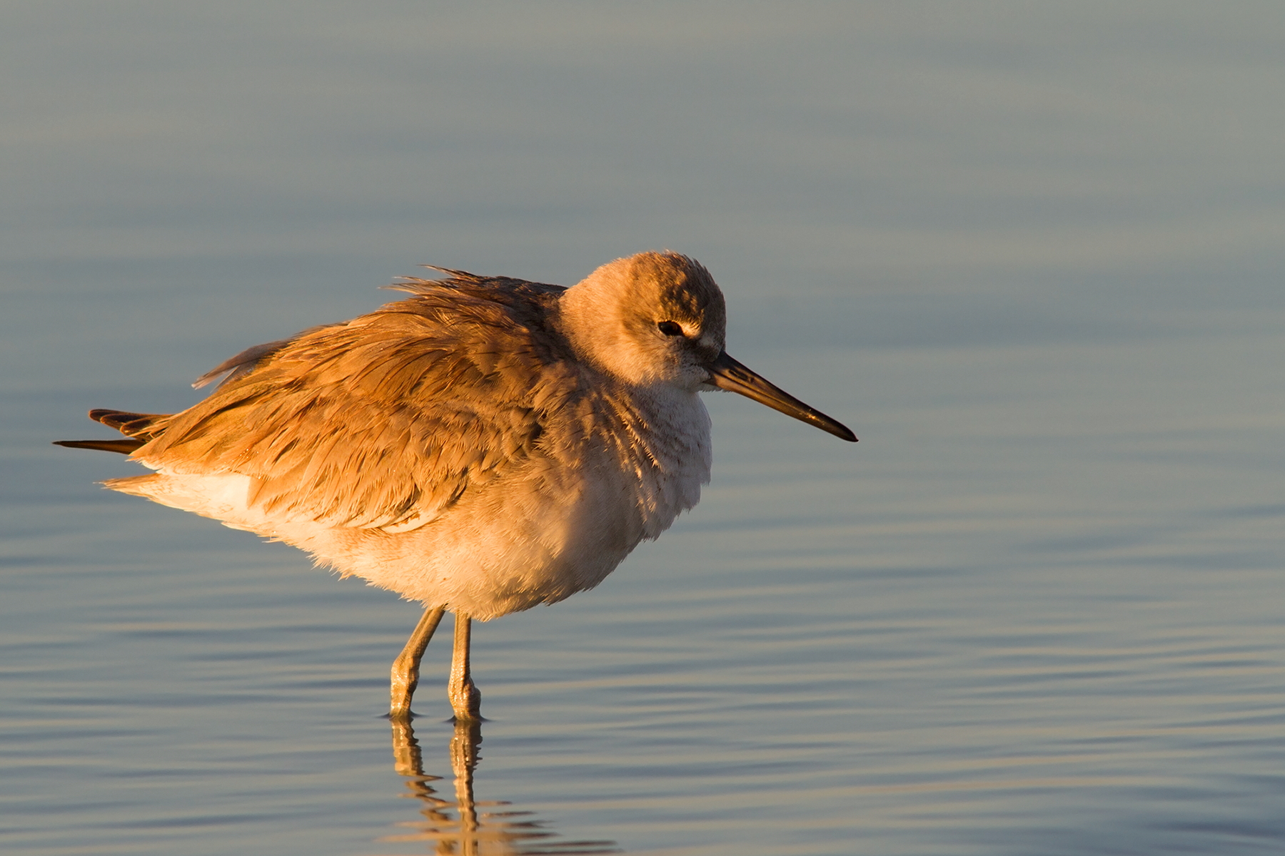 Willet_1