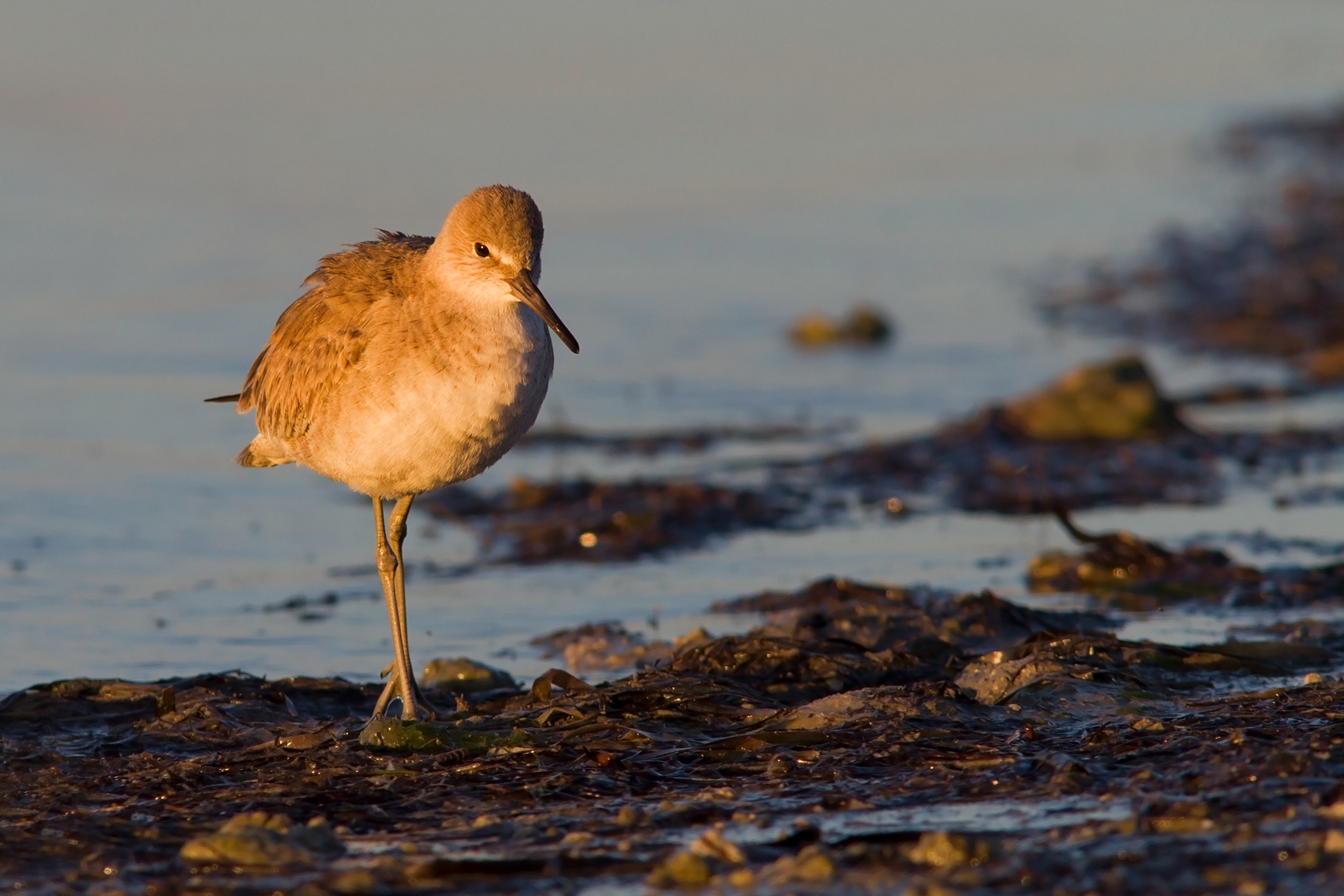 Willet_2