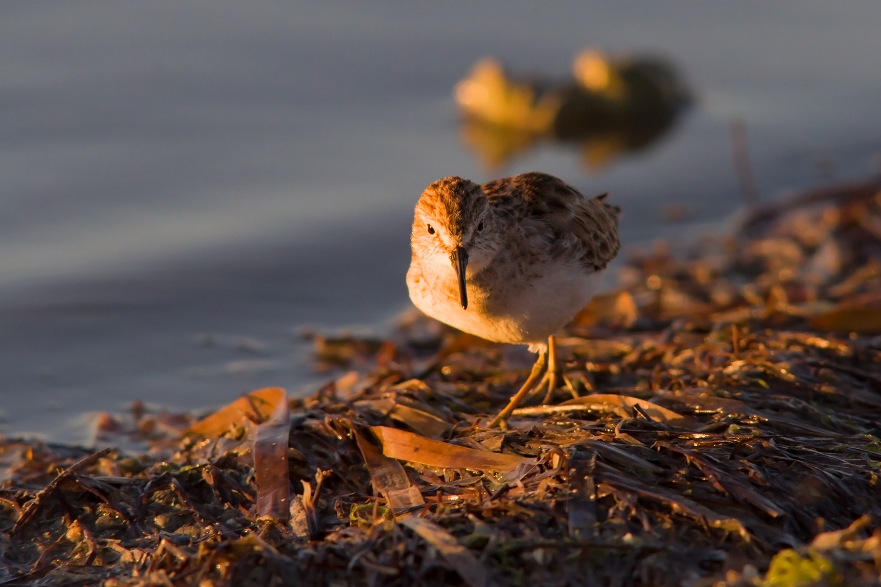 Dunlin