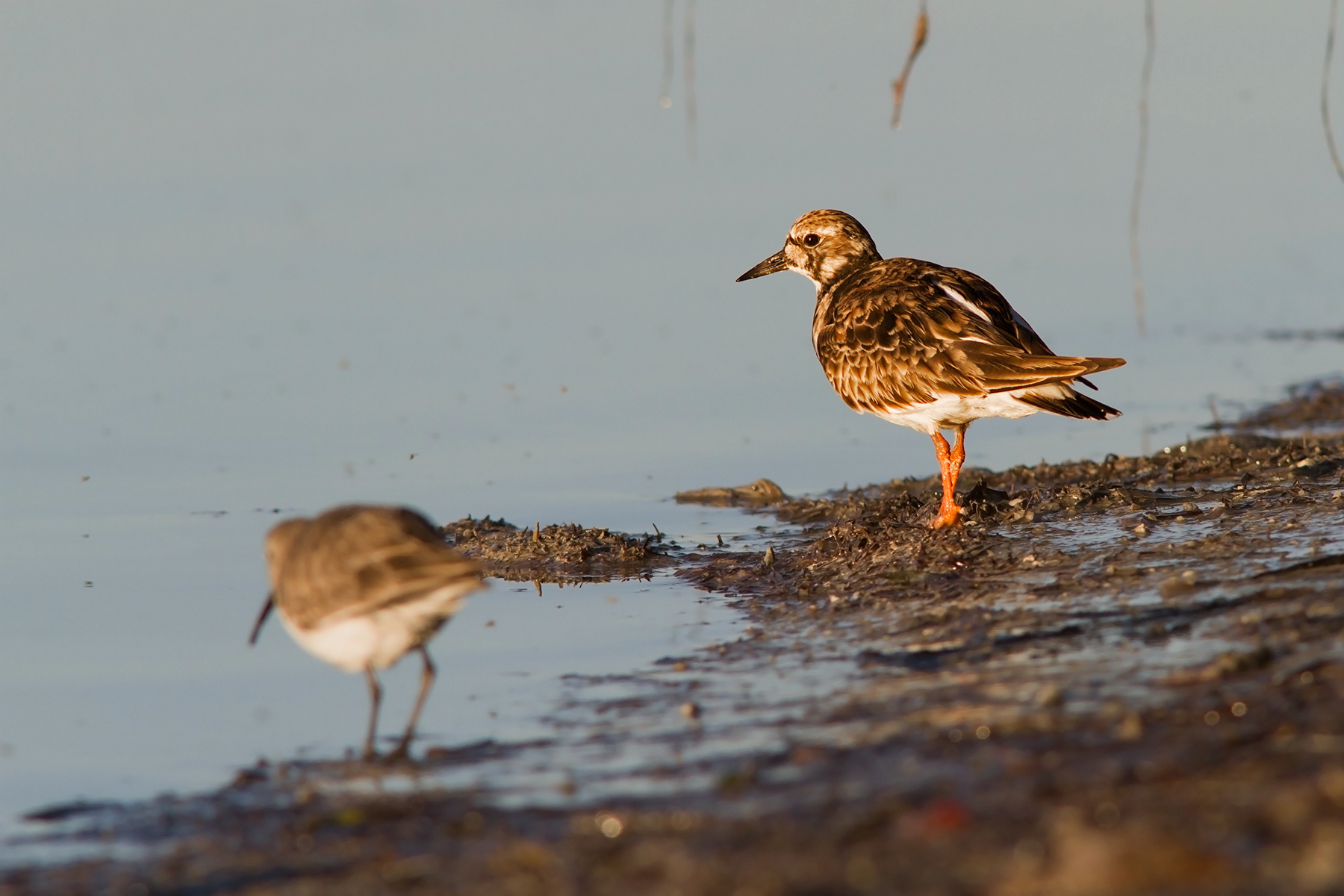 Ruddy Turnstone