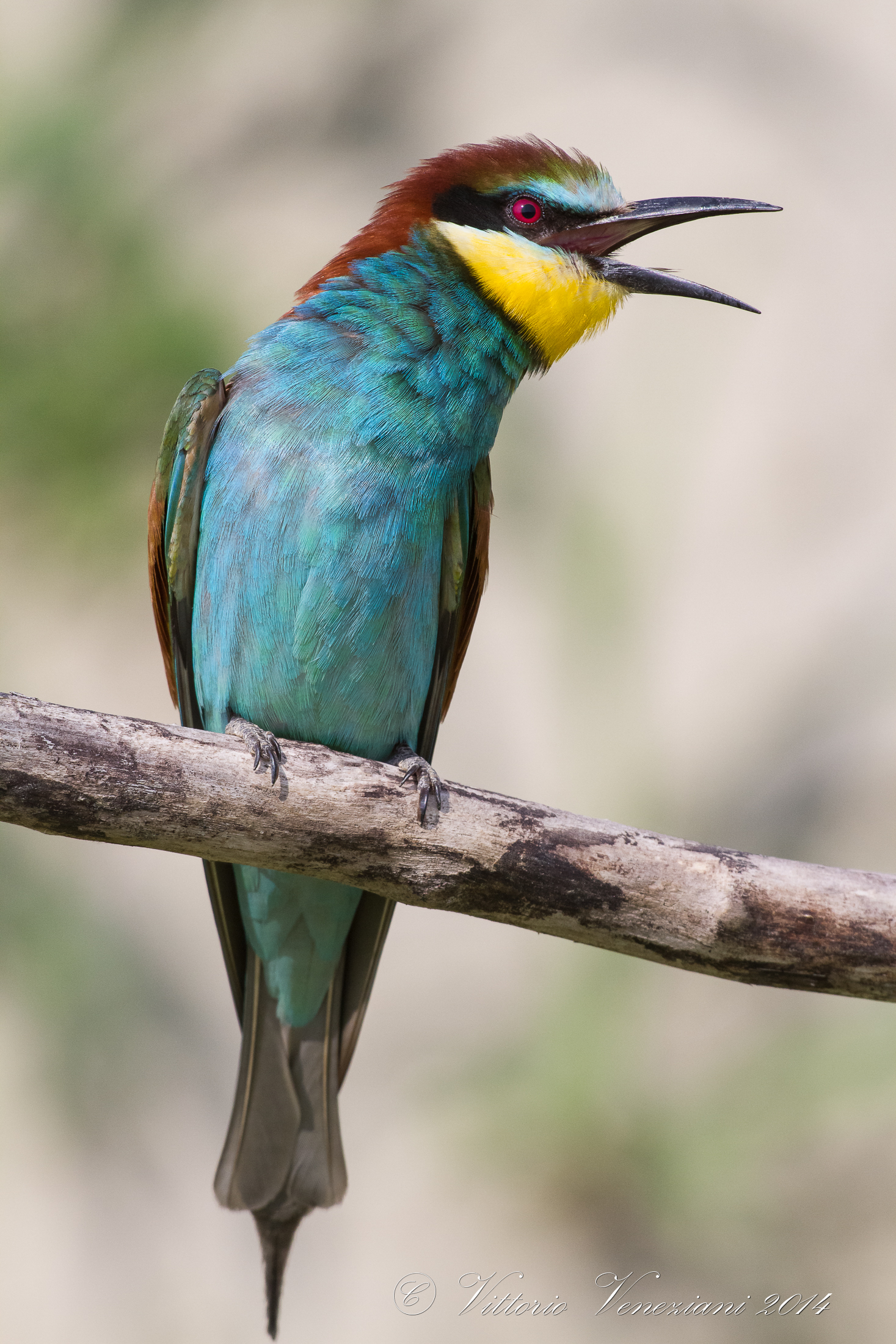 Bee-Eater