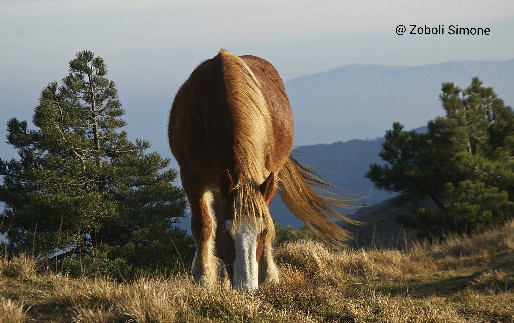 postcards from varigotti