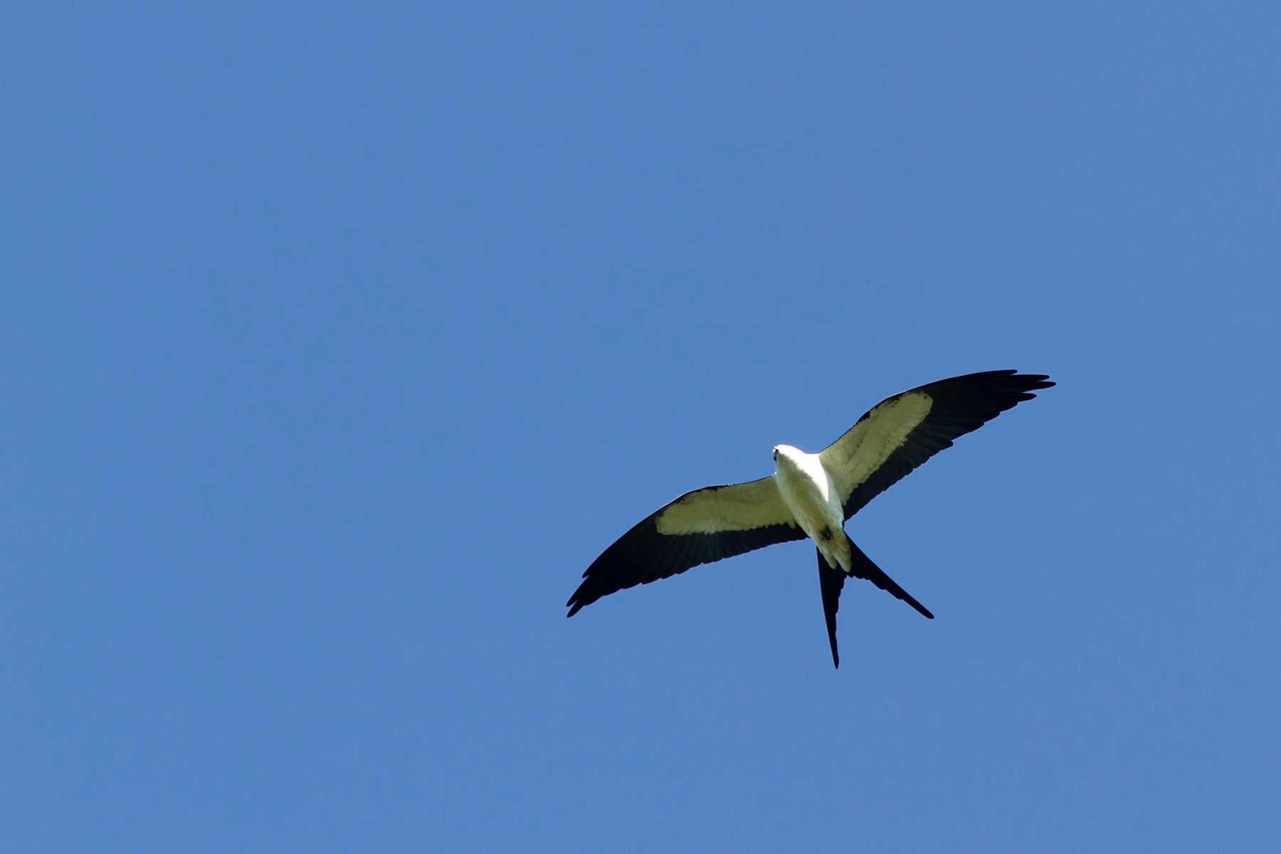 Swallow-tailed Kite