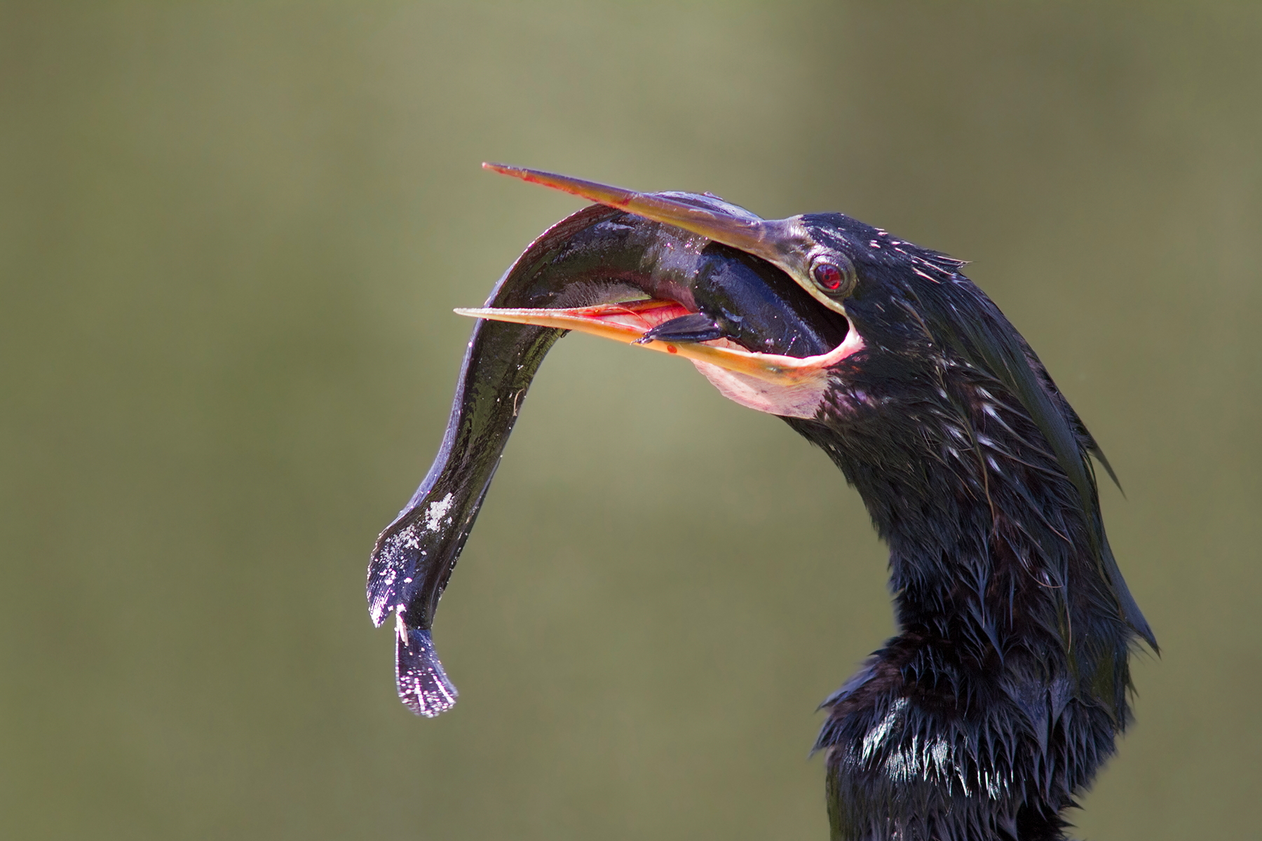Anhinga