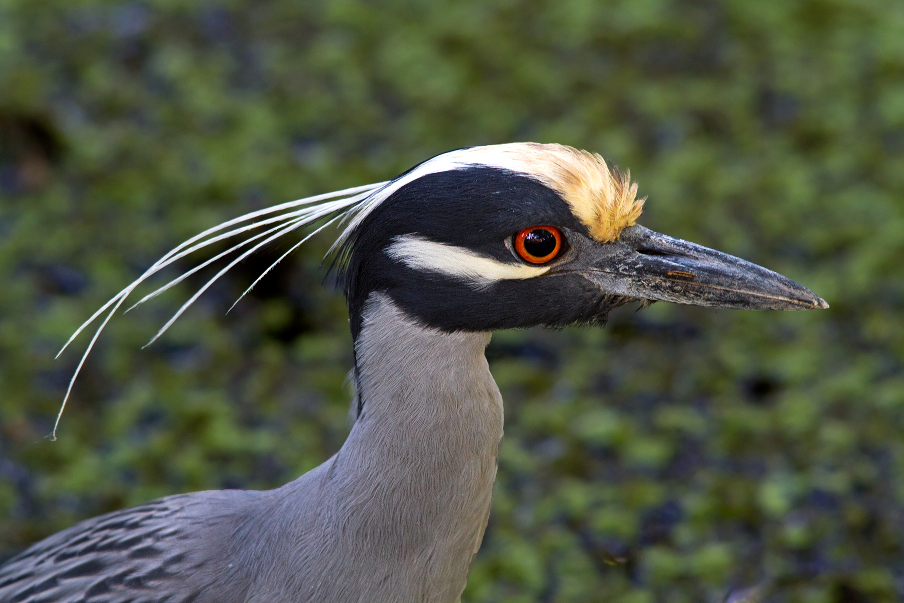 Yellow-Crowned Night-Heron