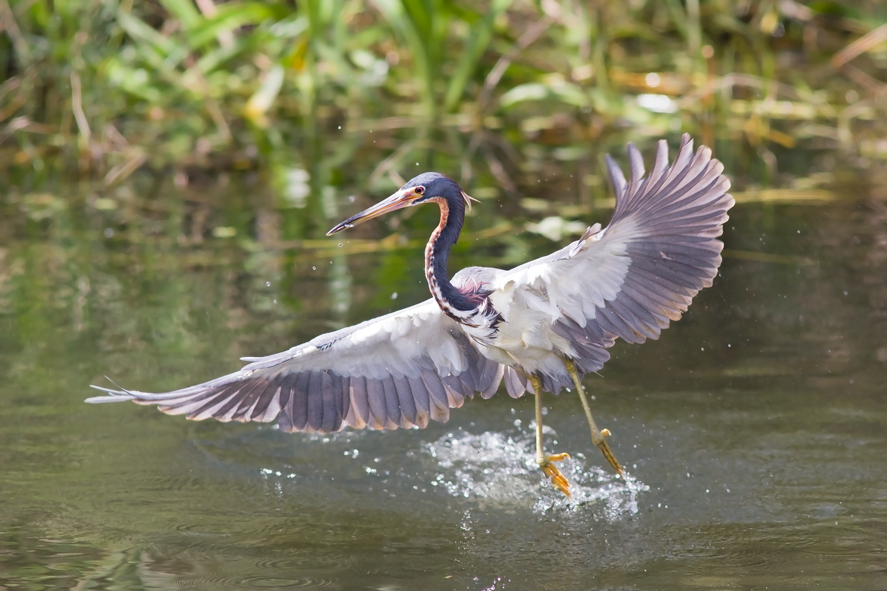 Tricolored Heron