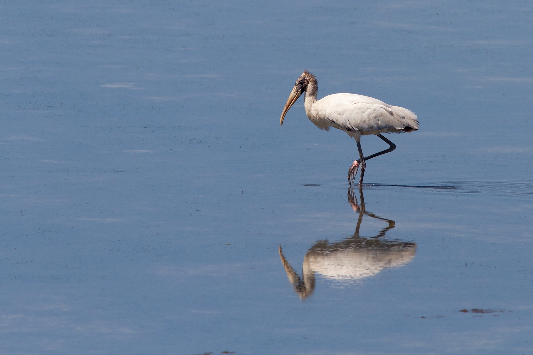 Wood Stork