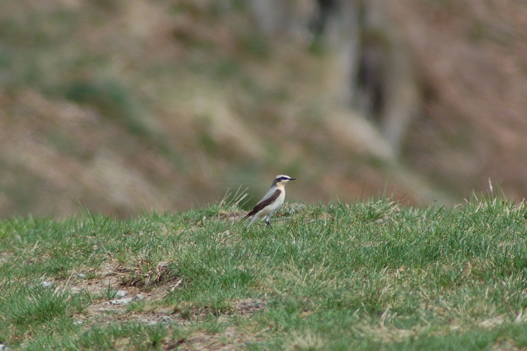 Wheatear on the path