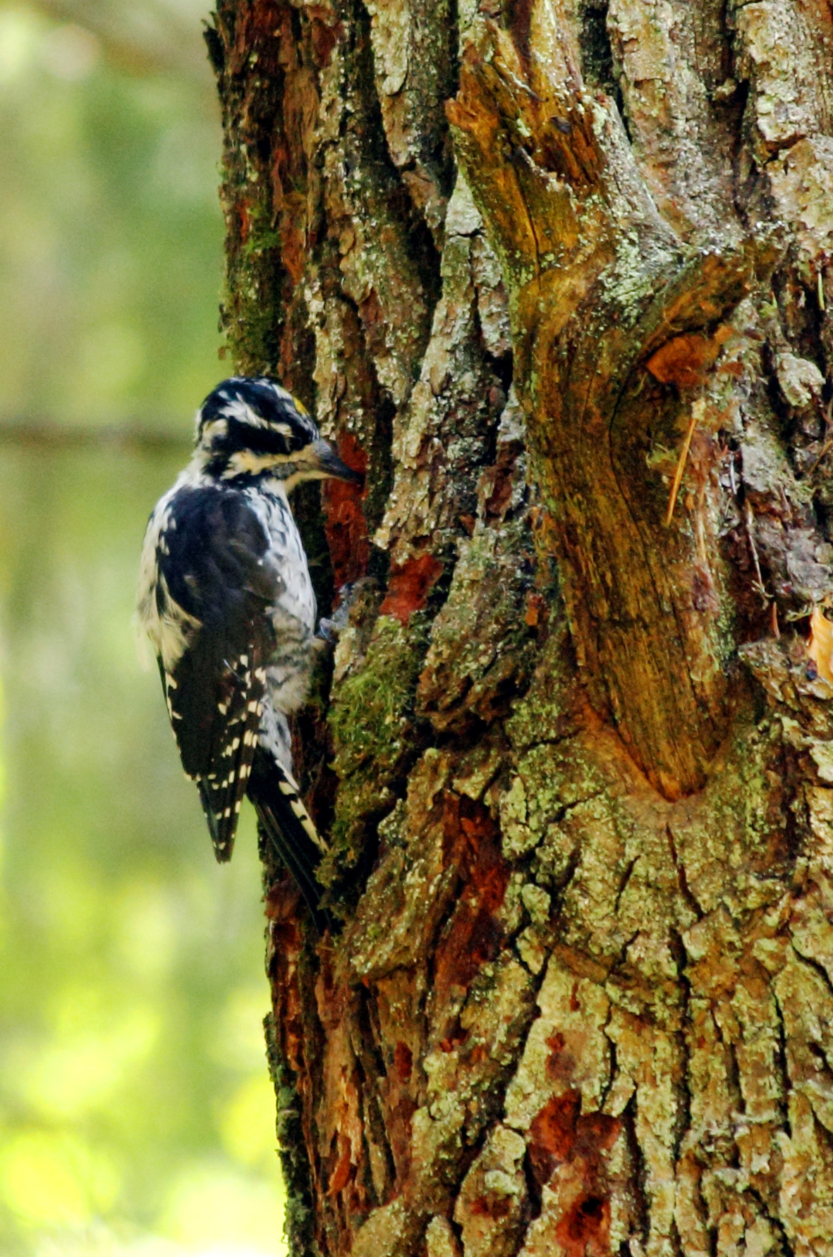 tridattilo_riedizione2