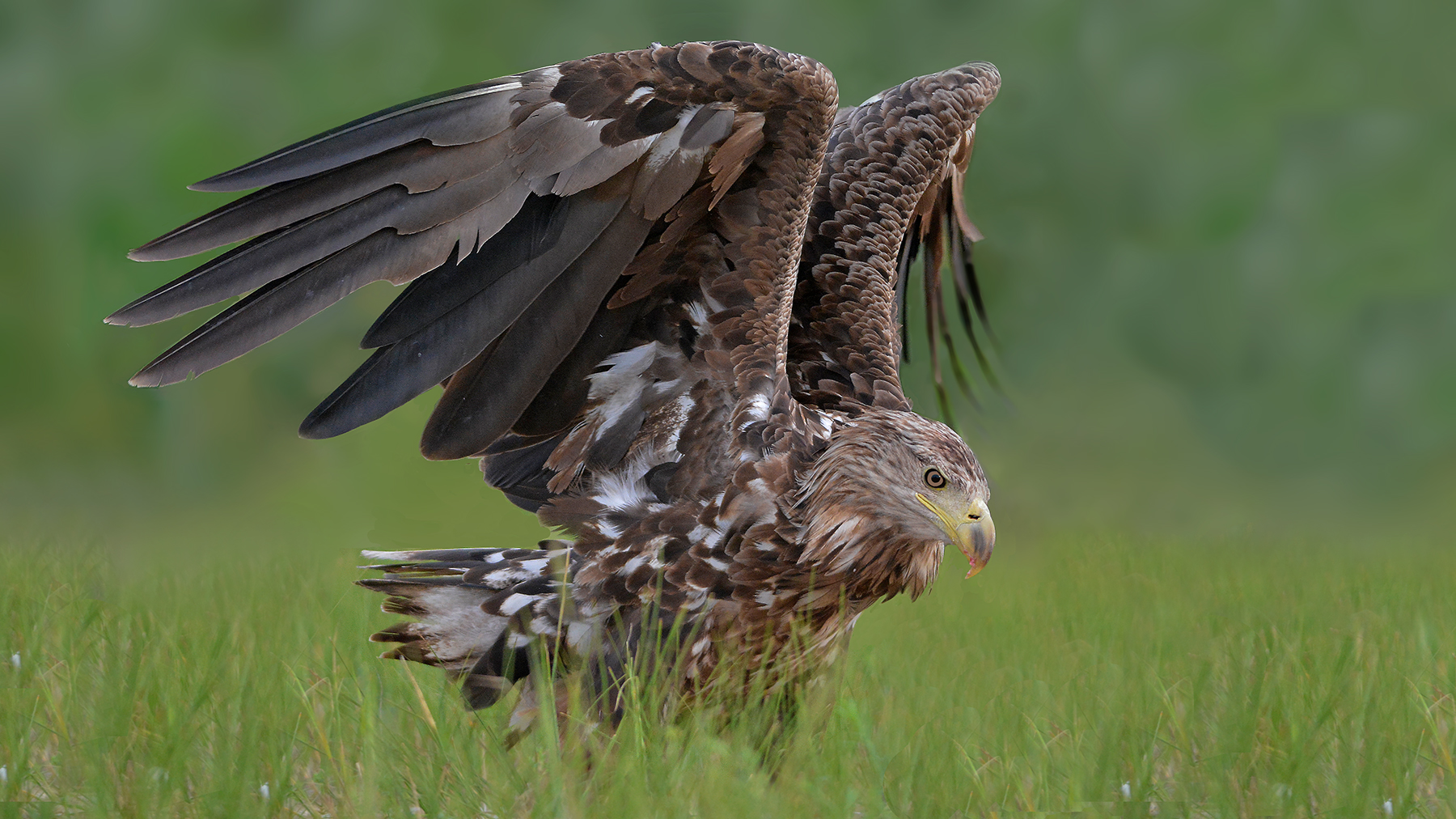 aquila di mare delta del danubio