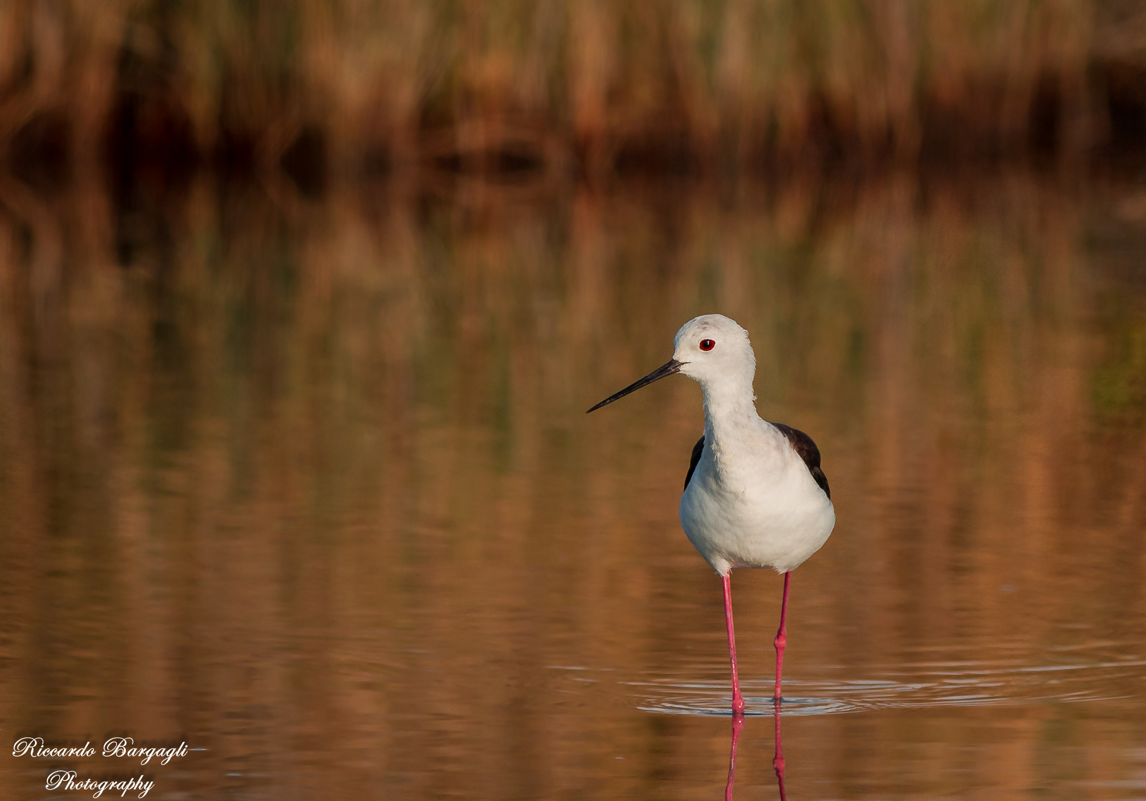 On the Italian rider in the early hours of dawn