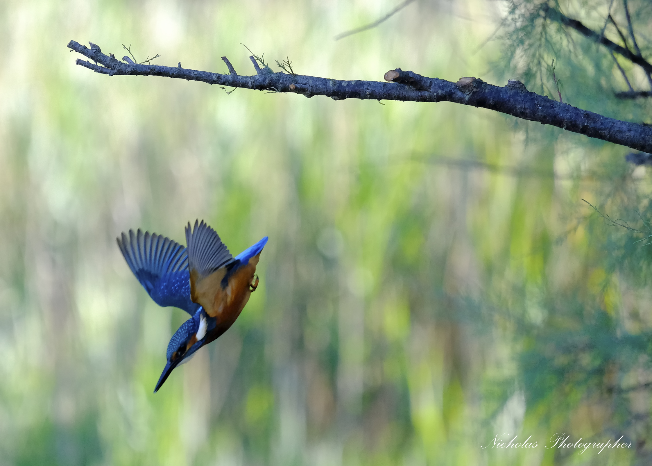 Martin Pescatore in picchiata