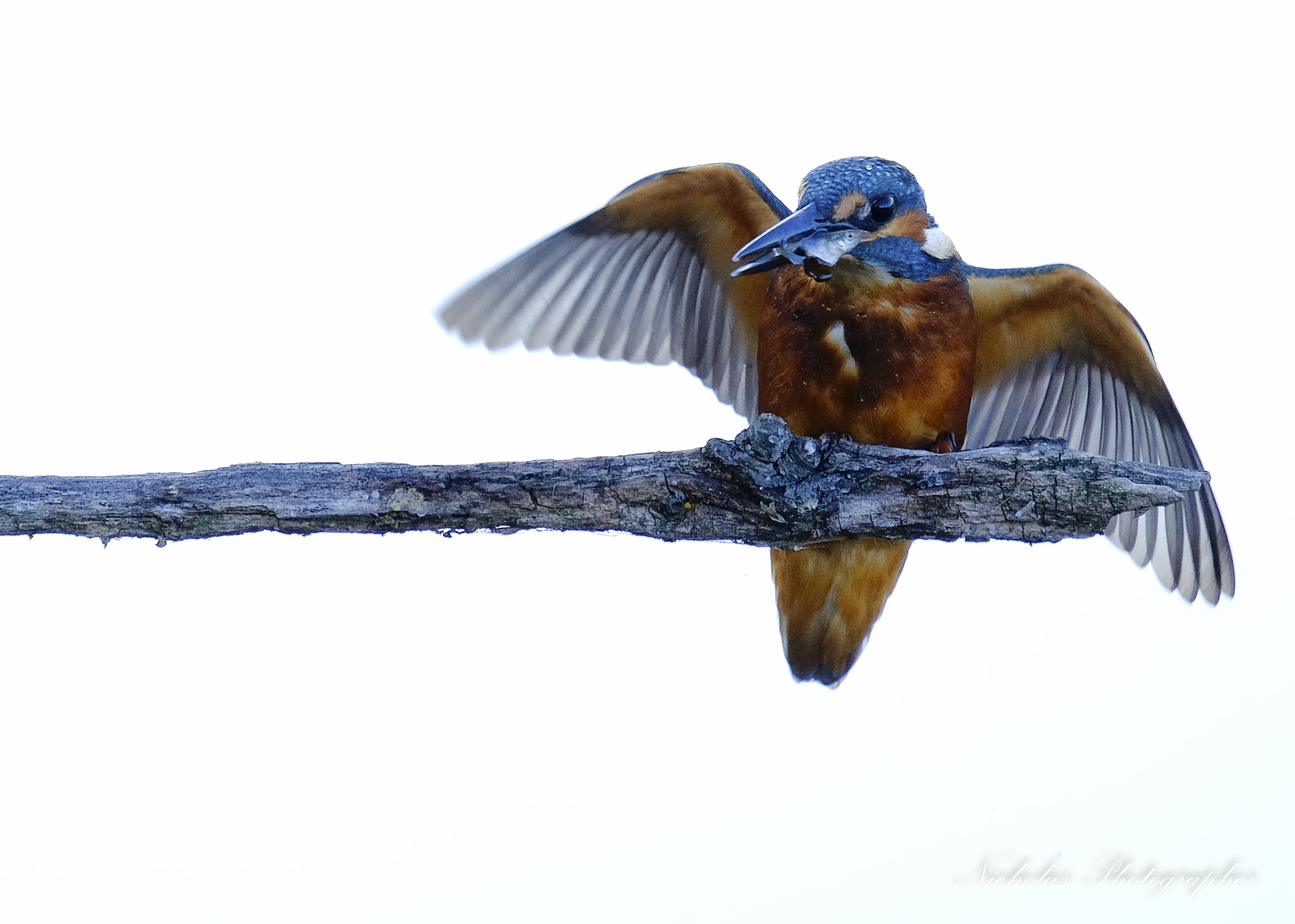 Martin pescatore  - la caccia