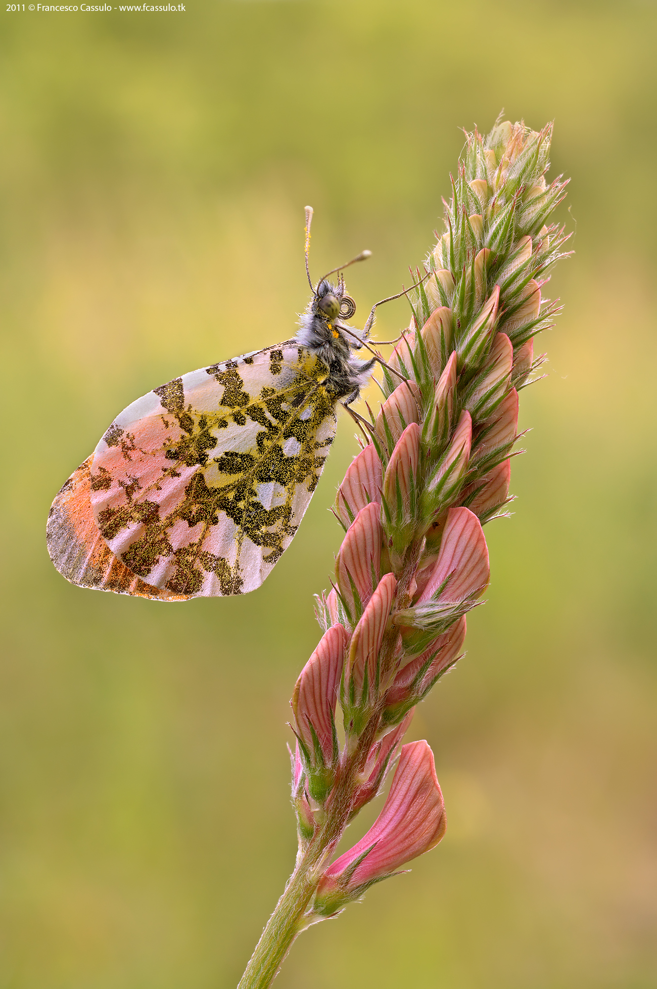 Anthocharis cardamines (Linnaeus, 1758)