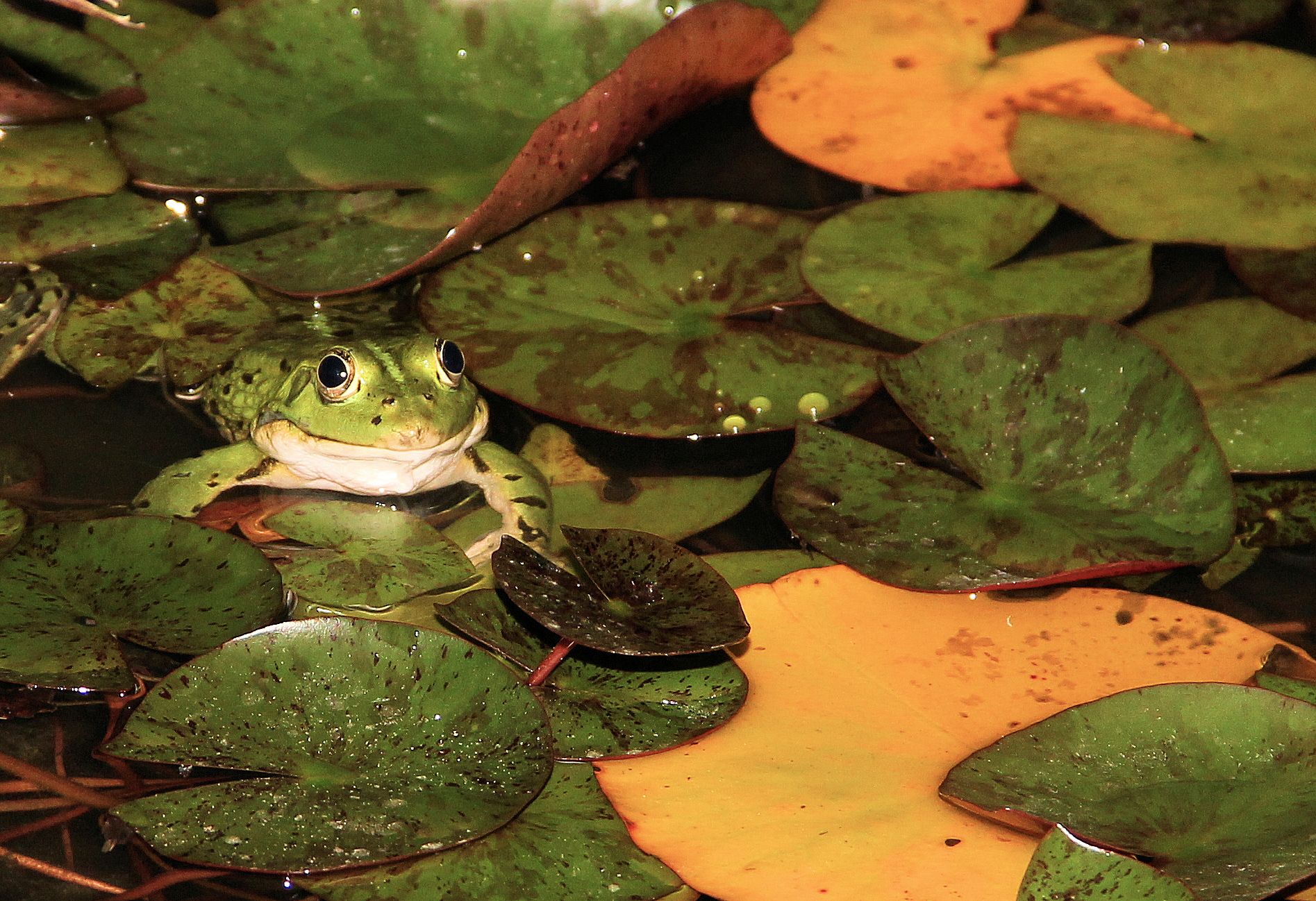 Frog on water lily